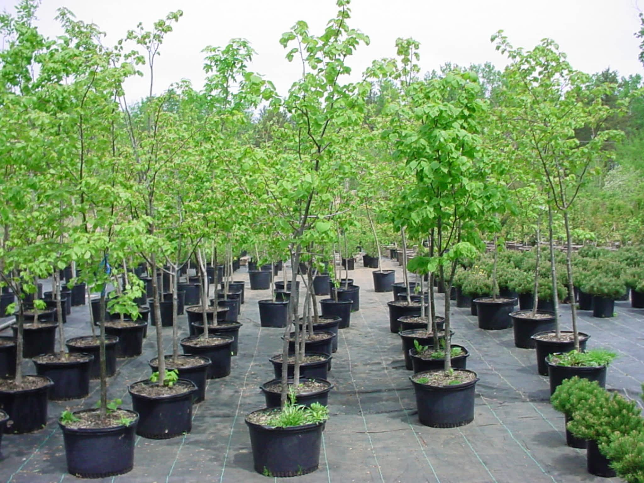 photo Pine View Nurseries