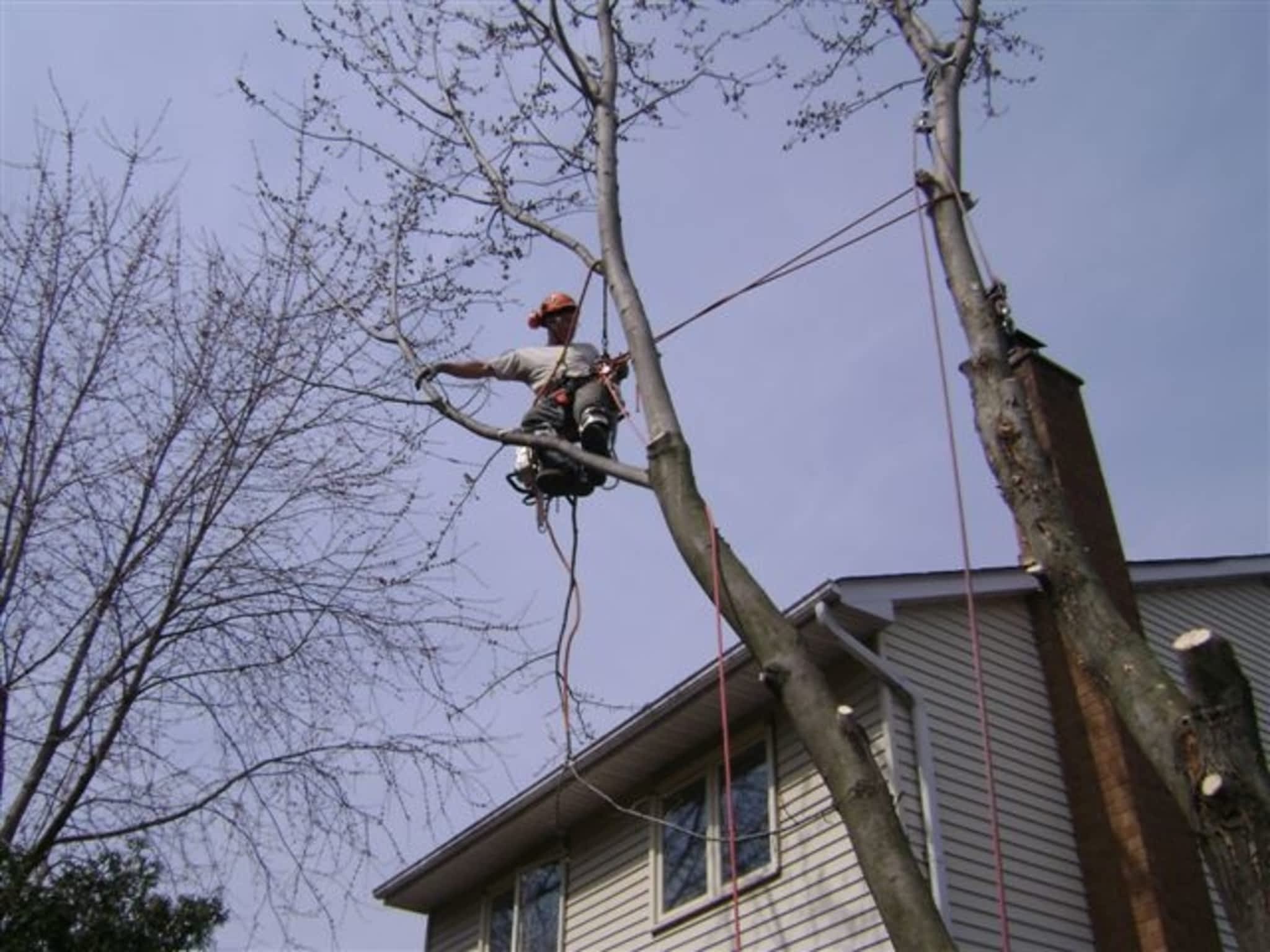 photo Toby's Tree Service