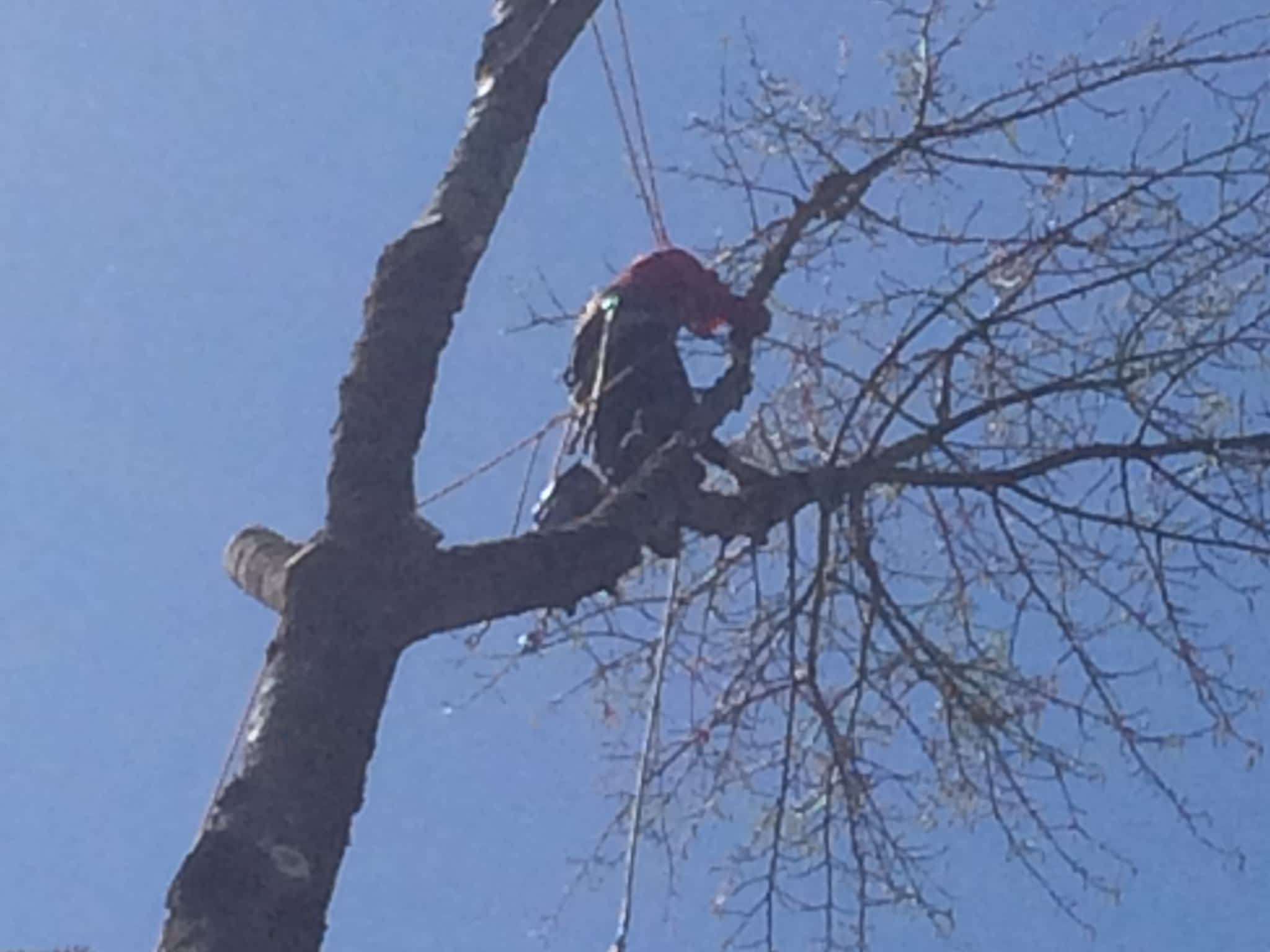 photo Moncton Tree Service