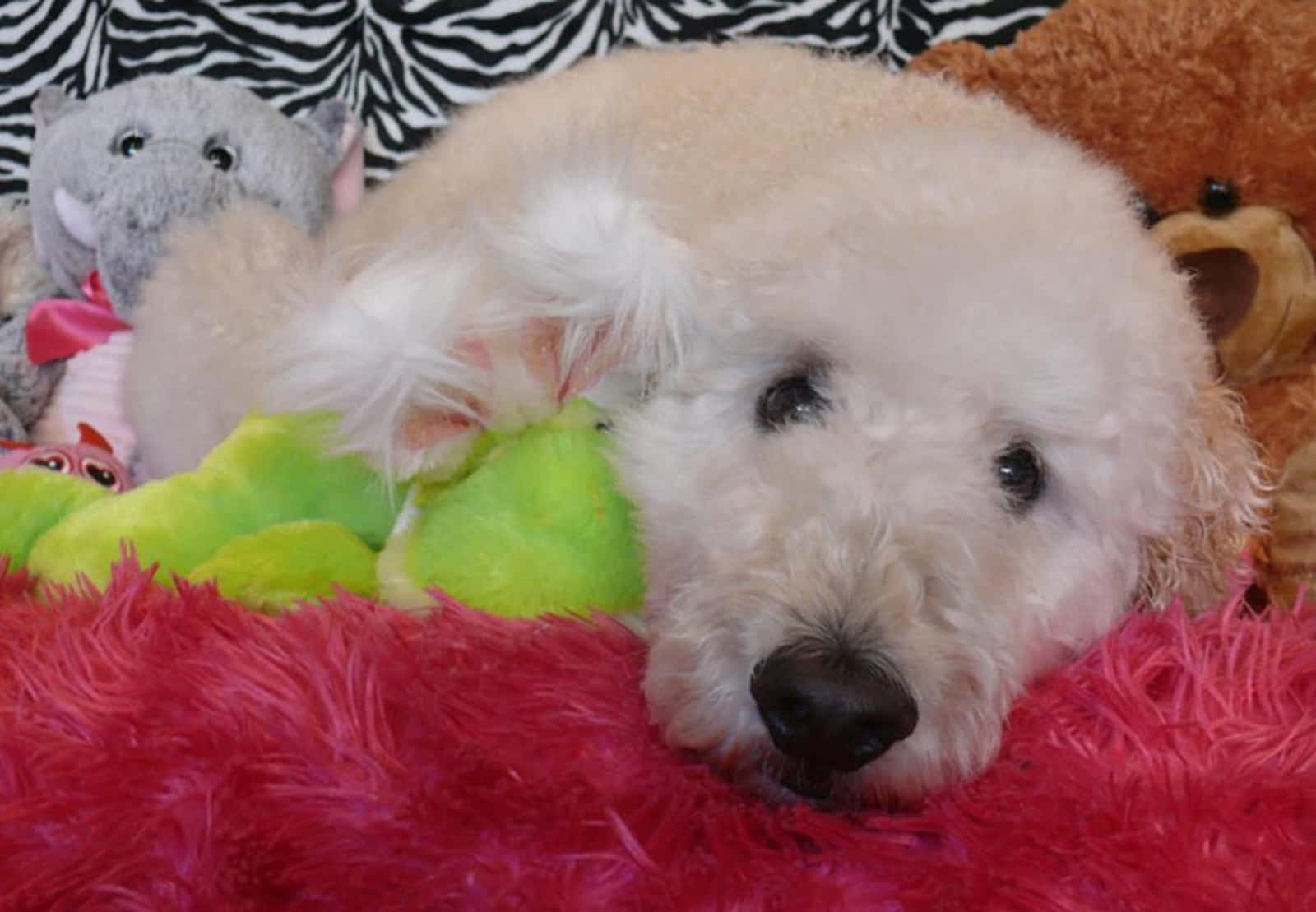 the stuff dog grooming