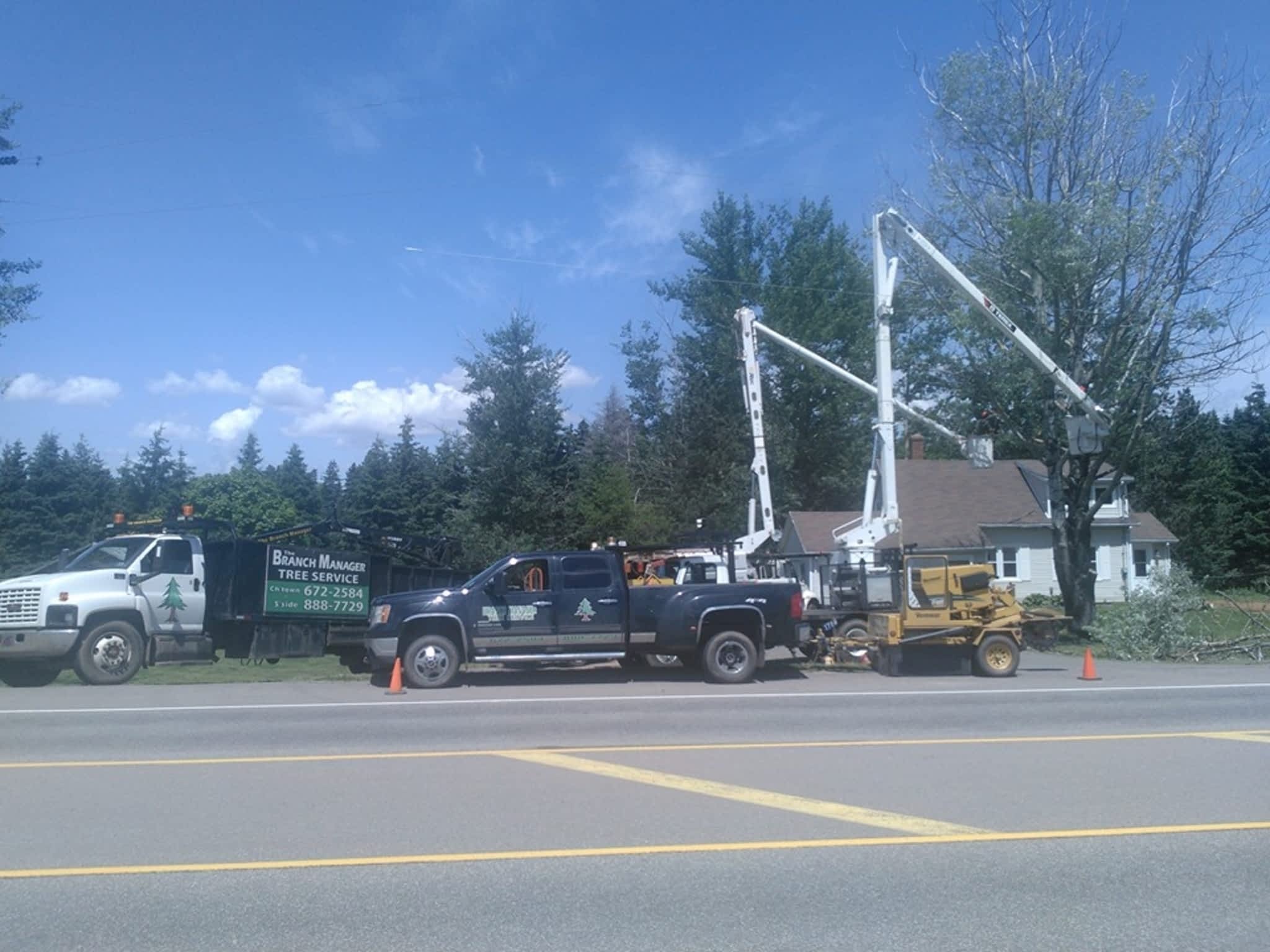 photo Branch Manager Tree Service