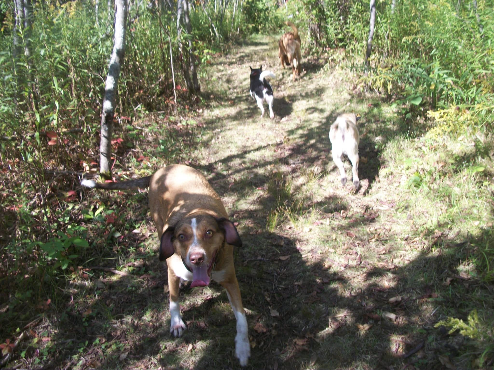 photo Carmin's Canine Retreat