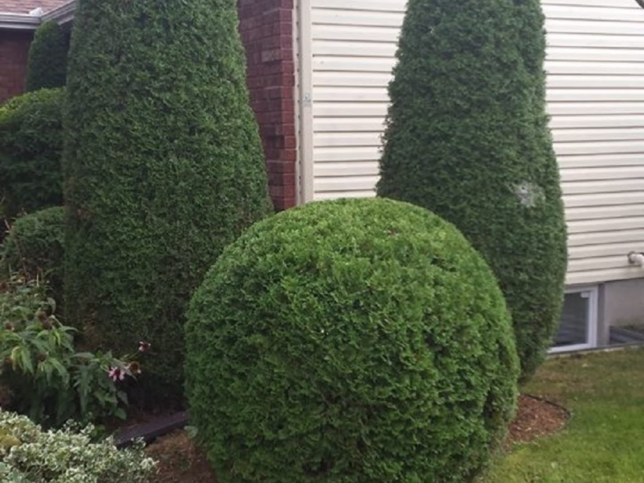 photo Green Machine Ottawa Hedge Trimming