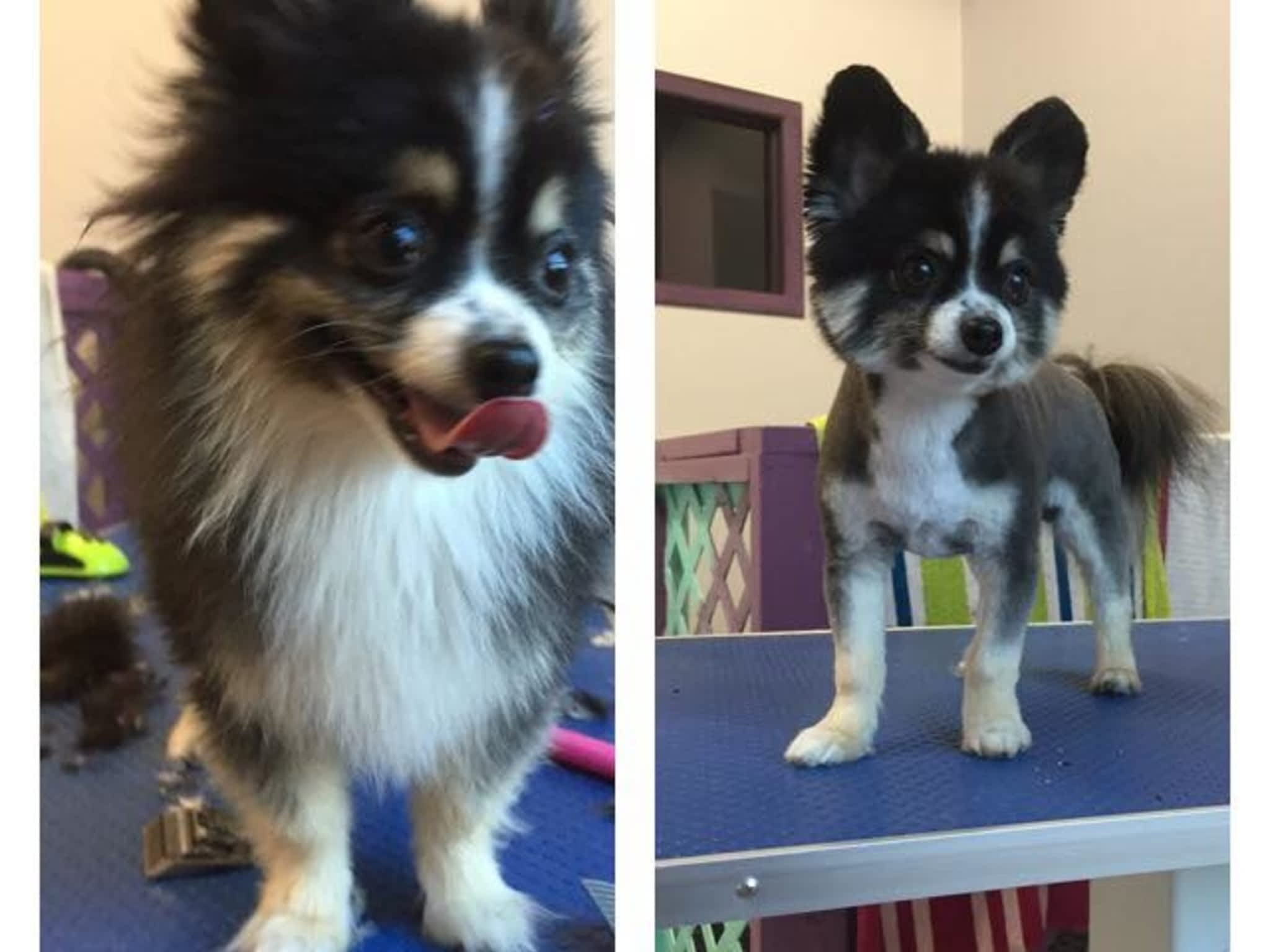 photo Wizard of Pawz Dog Grooming