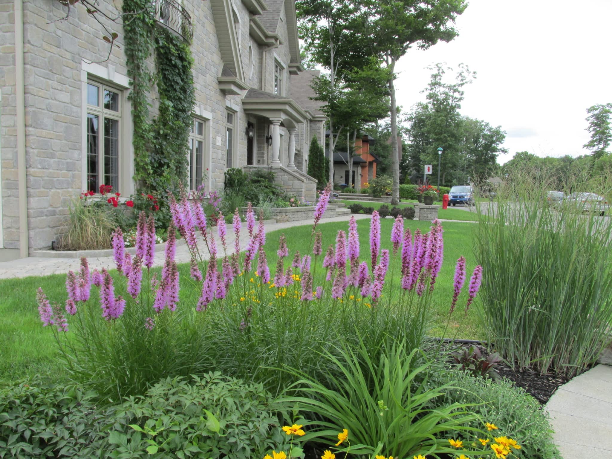 photo L'Effeuilleuse