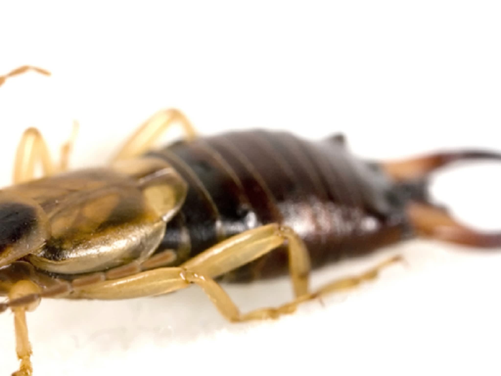 photo Roger Extermination Inc