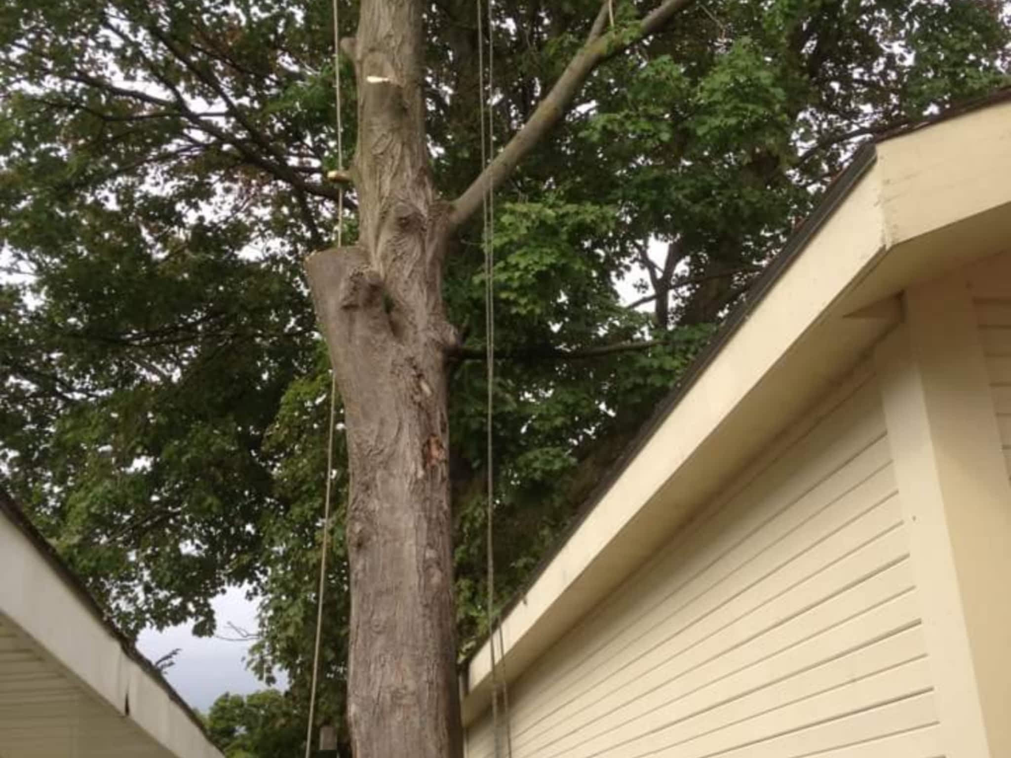 photo Winks Tree Service