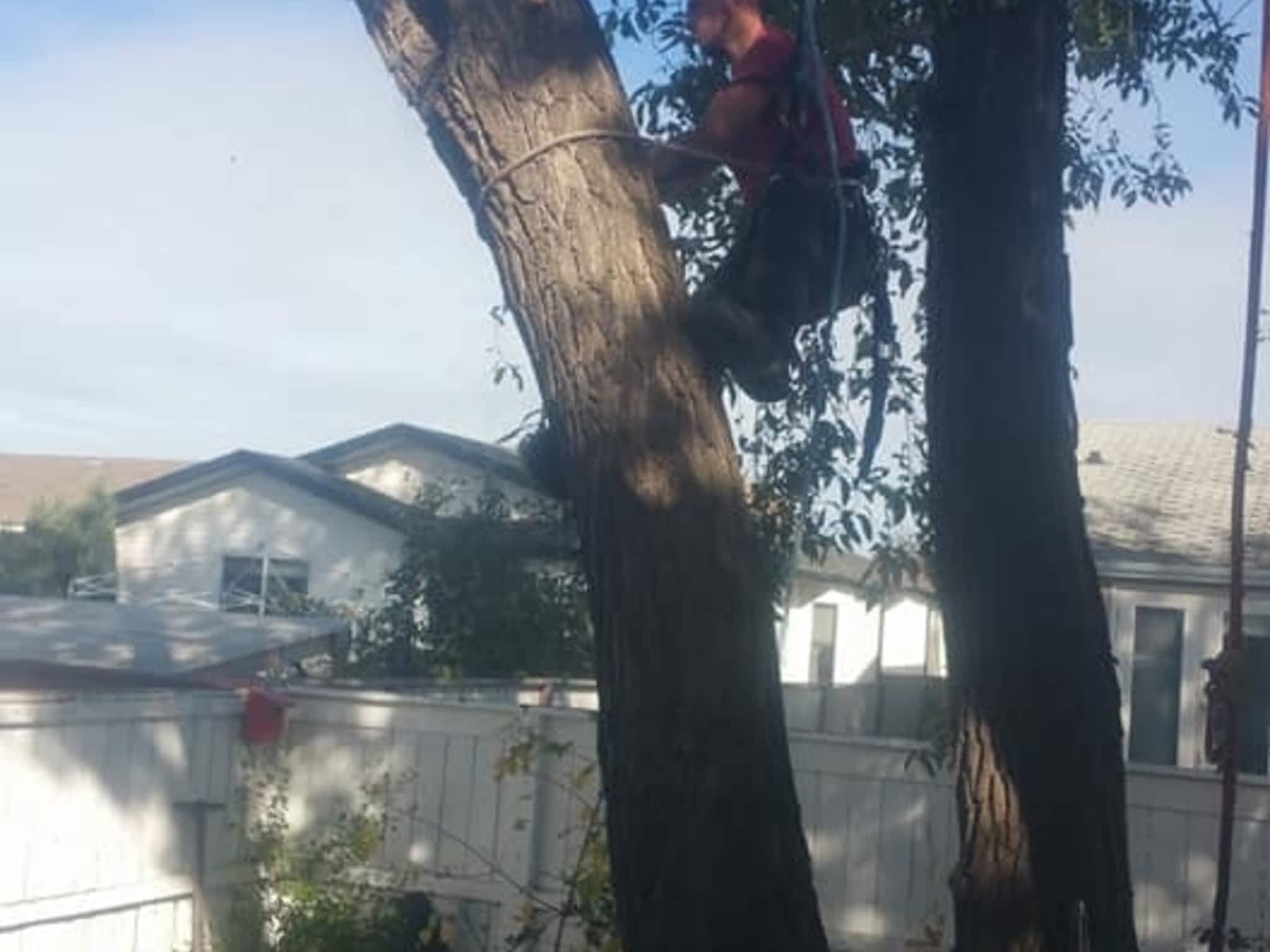 photo Tree Solutions