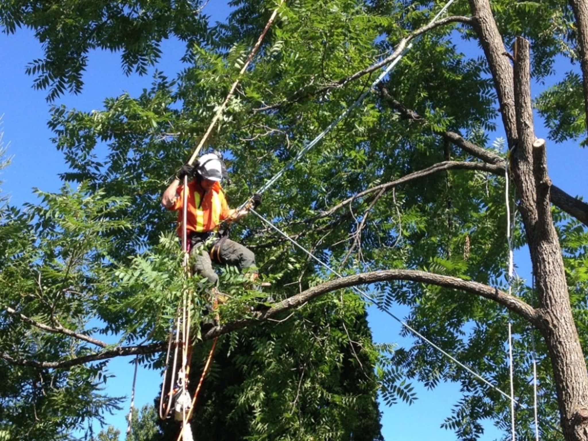 photo Calgary Tree Services Ltd