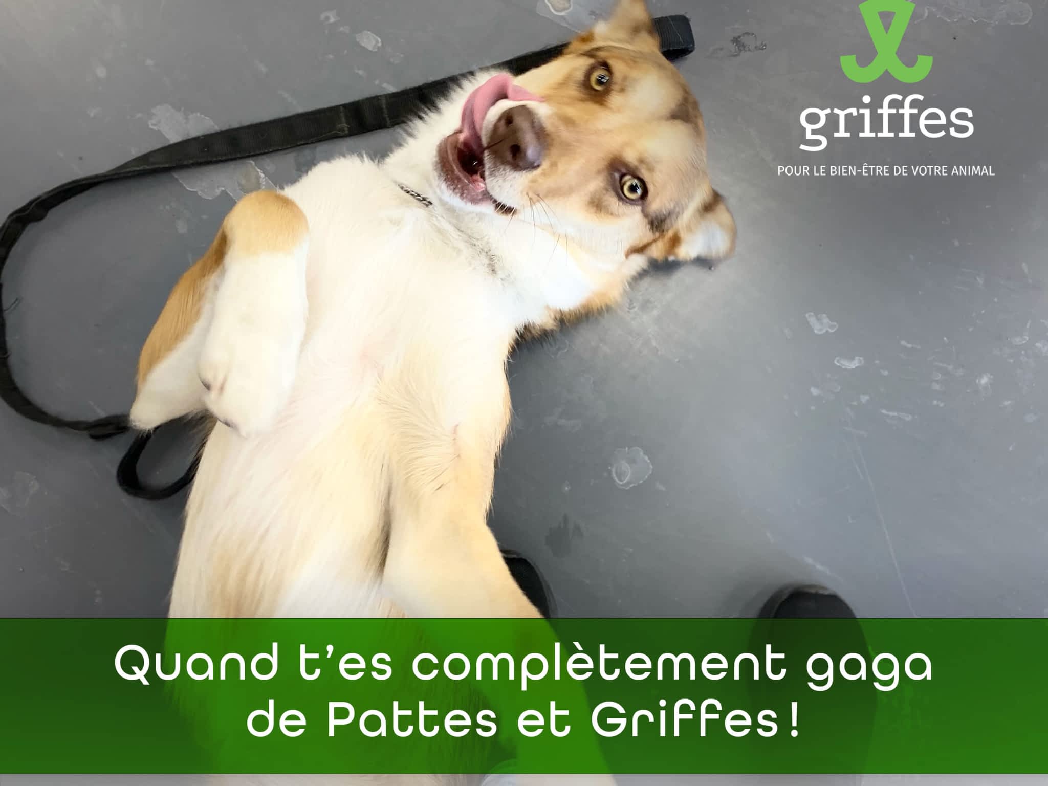 photo Pattes Et Griffes Saint-Hubert