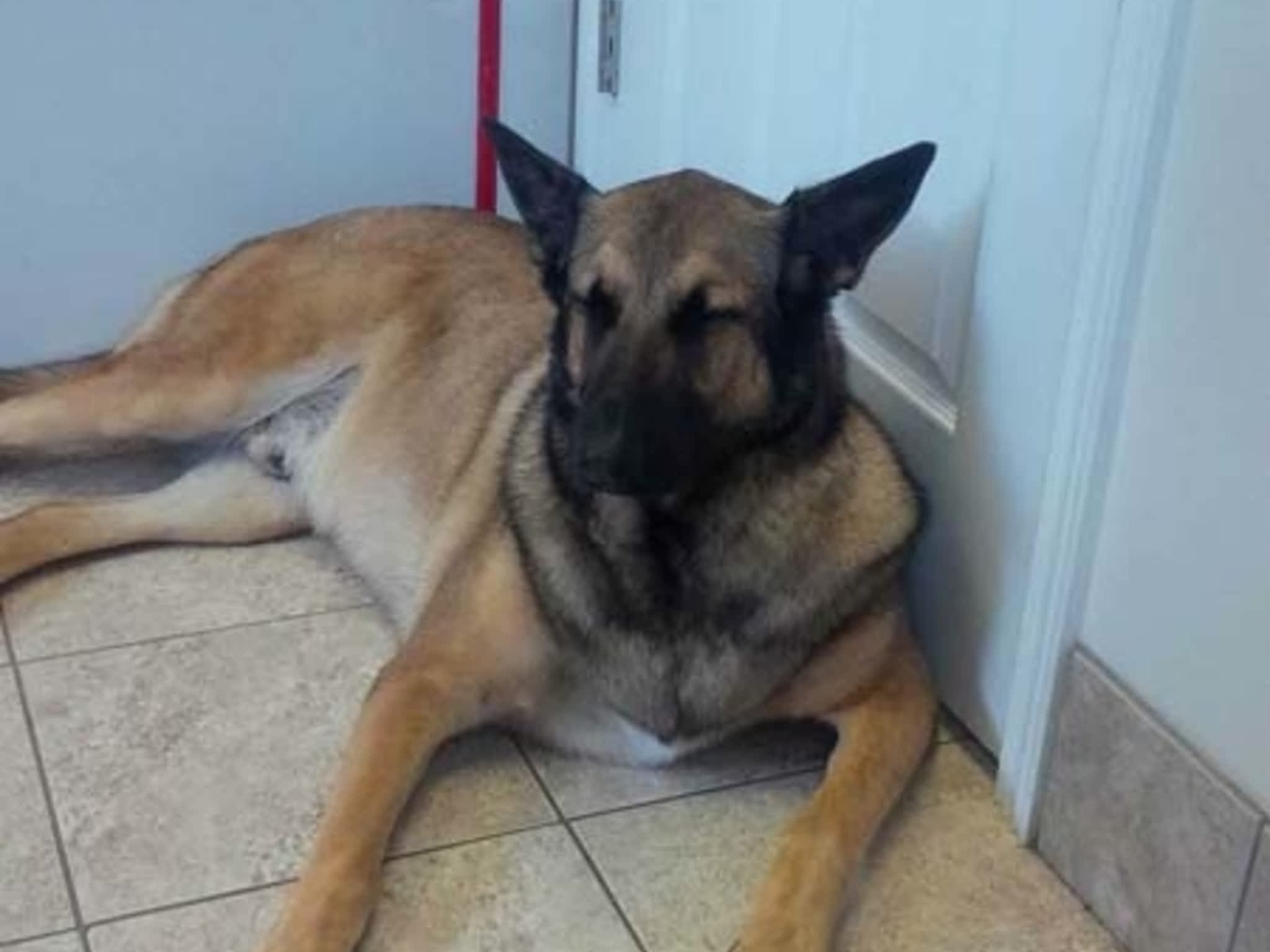 photo Tangles 2 Tame Dog Grooming