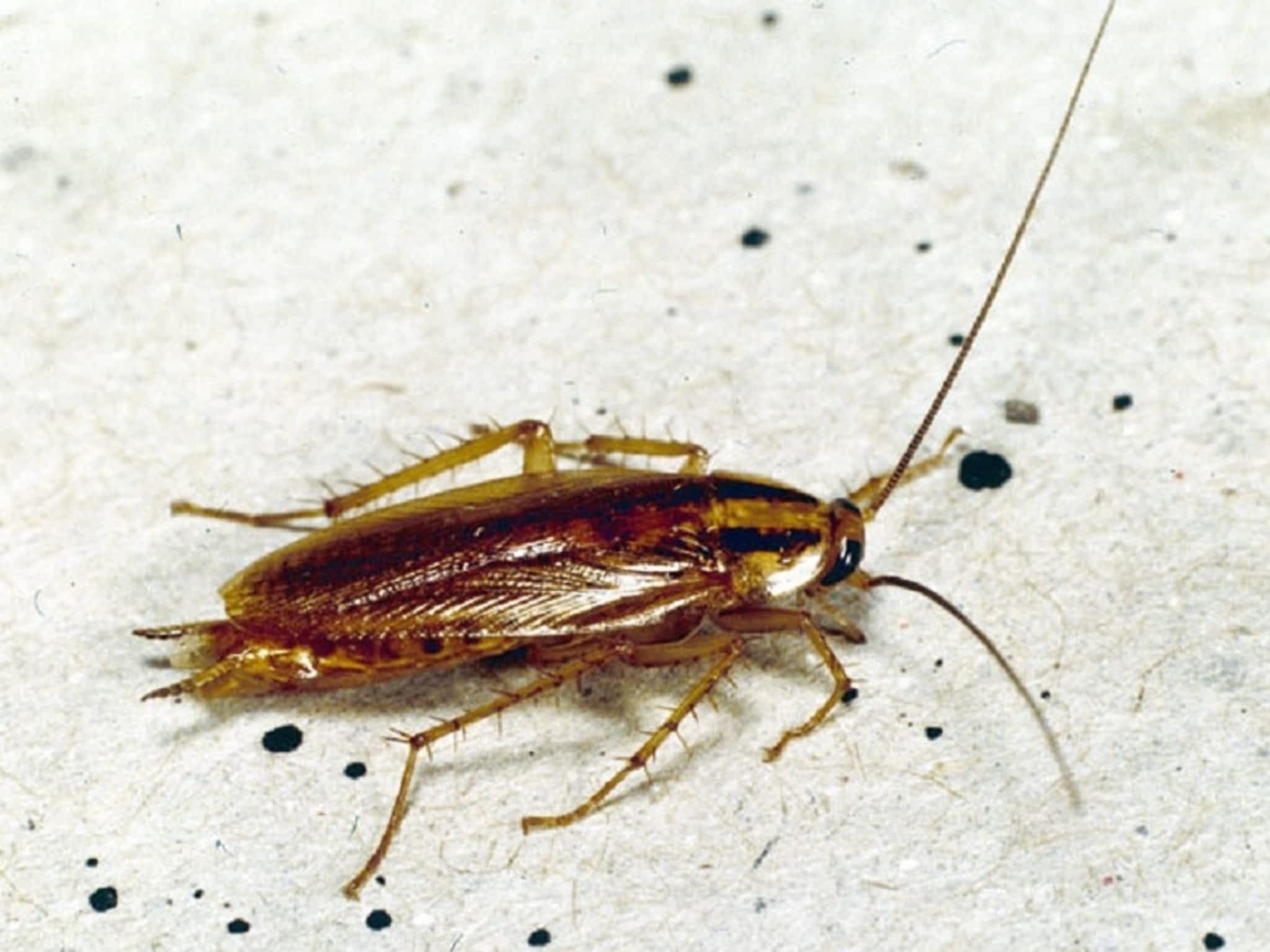 Blattella Germanica нимфы