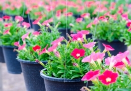 Where to find the perfect plants for your garden in Edmonton