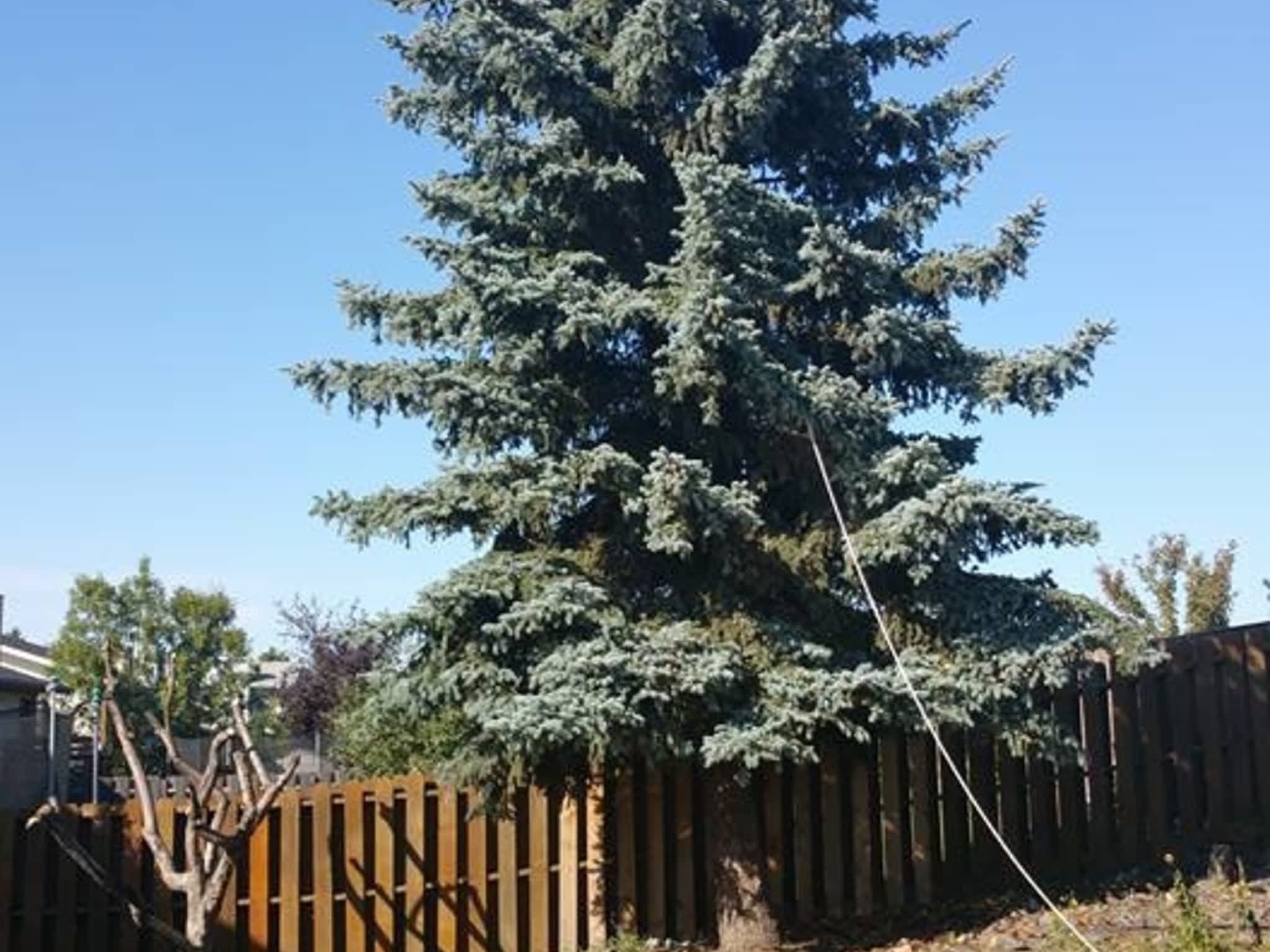 photo Tree Solutions