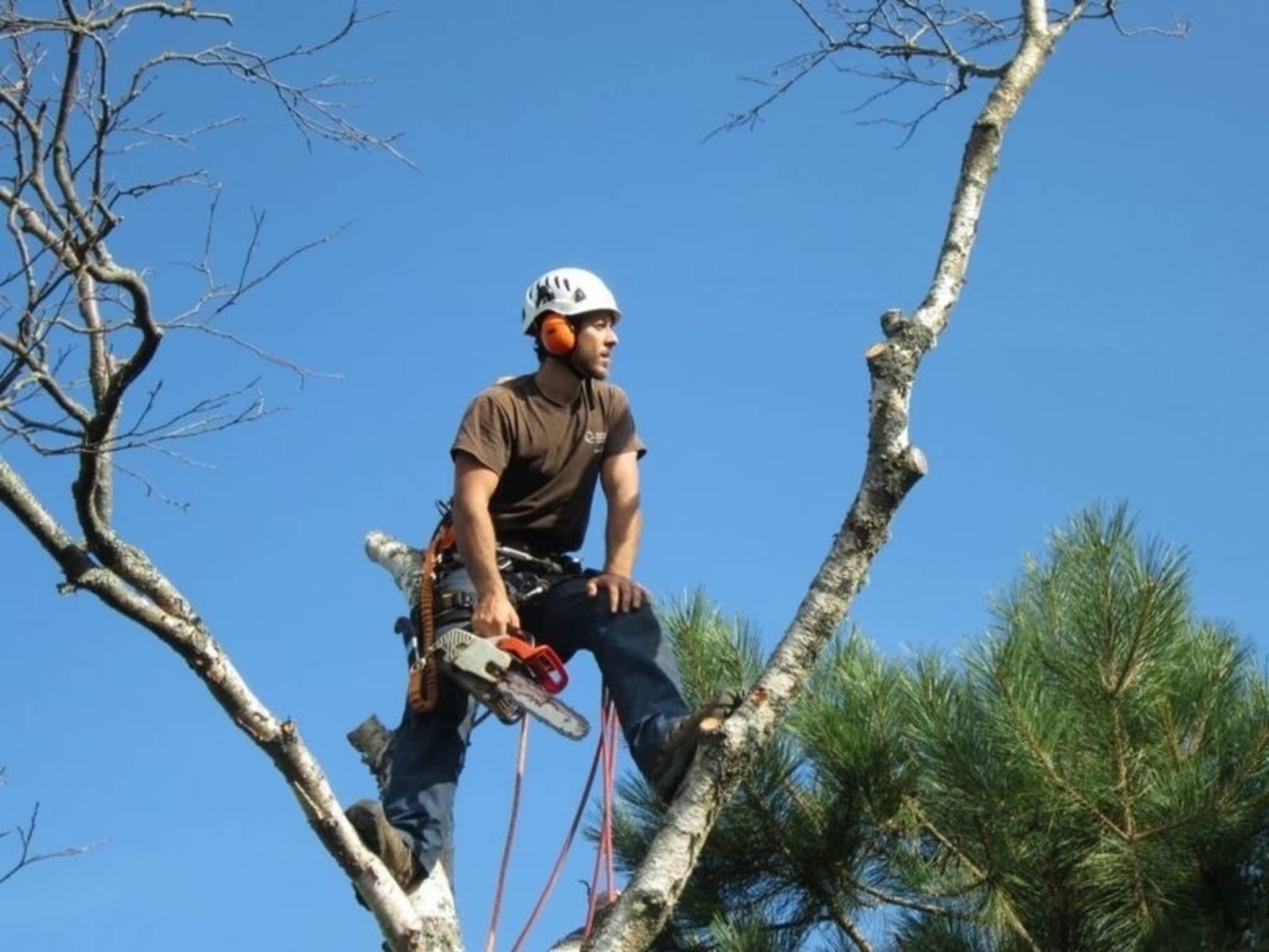 photo Ground to Crown Tree Services