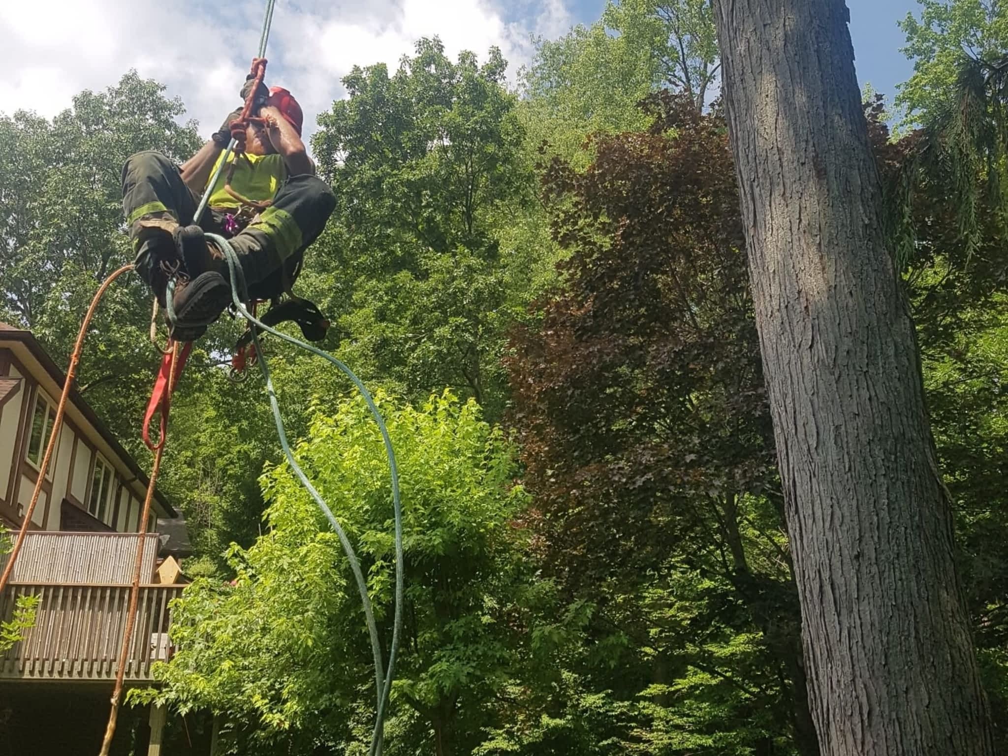 photo Wright's Tree Care