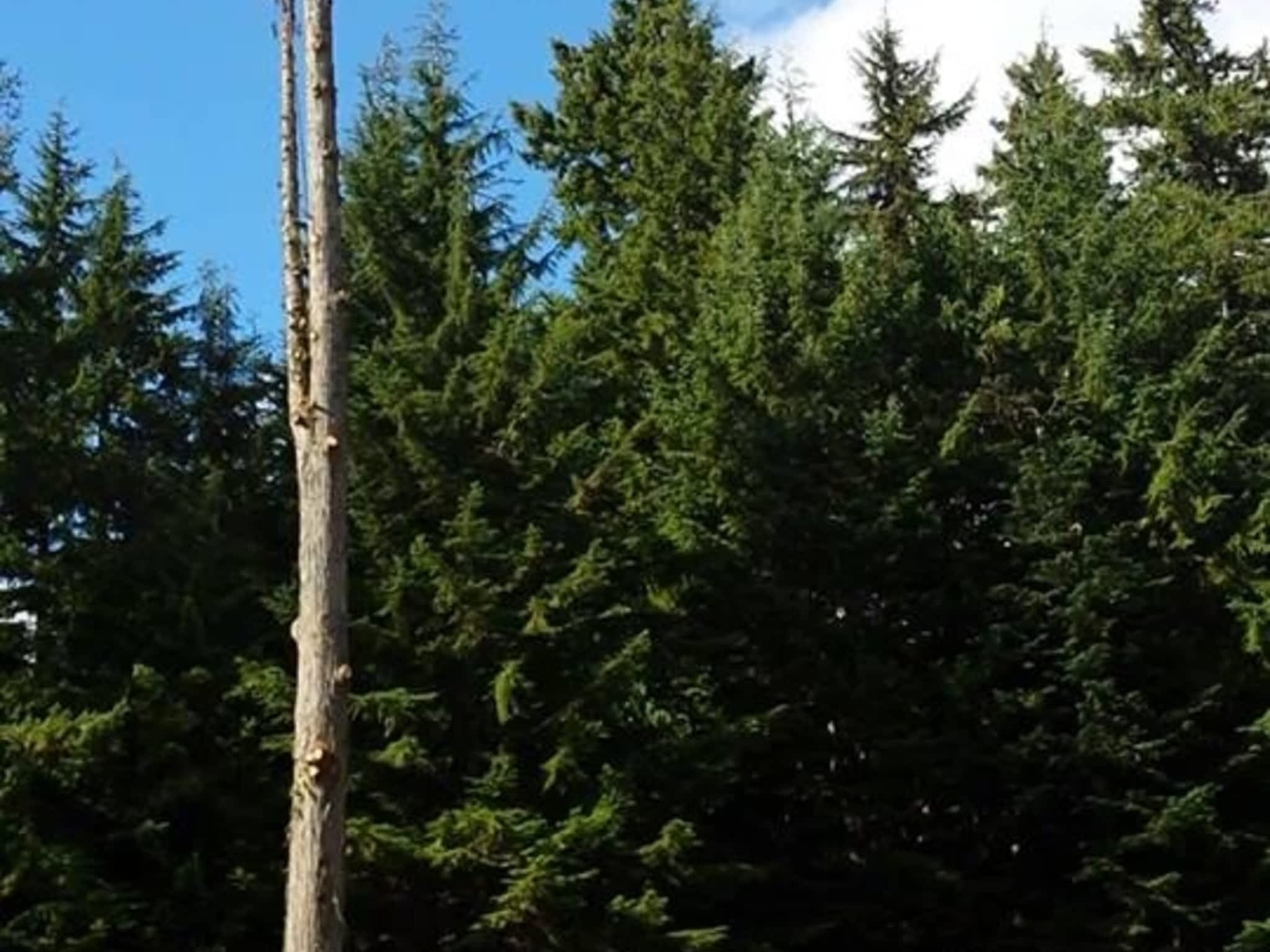 photo Windfirm Tree Services