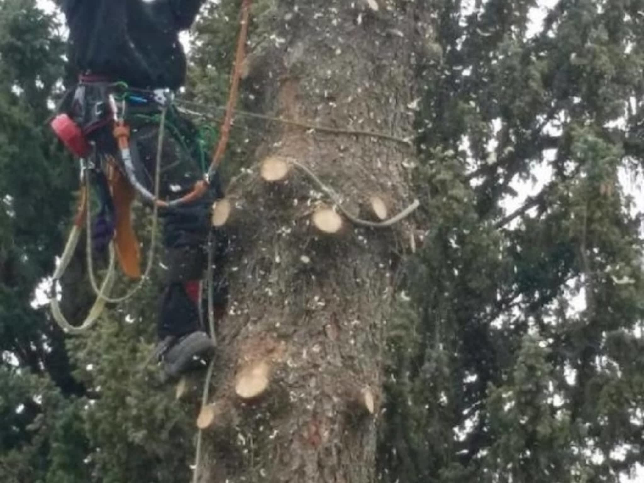 photo Second Nature Tree Care