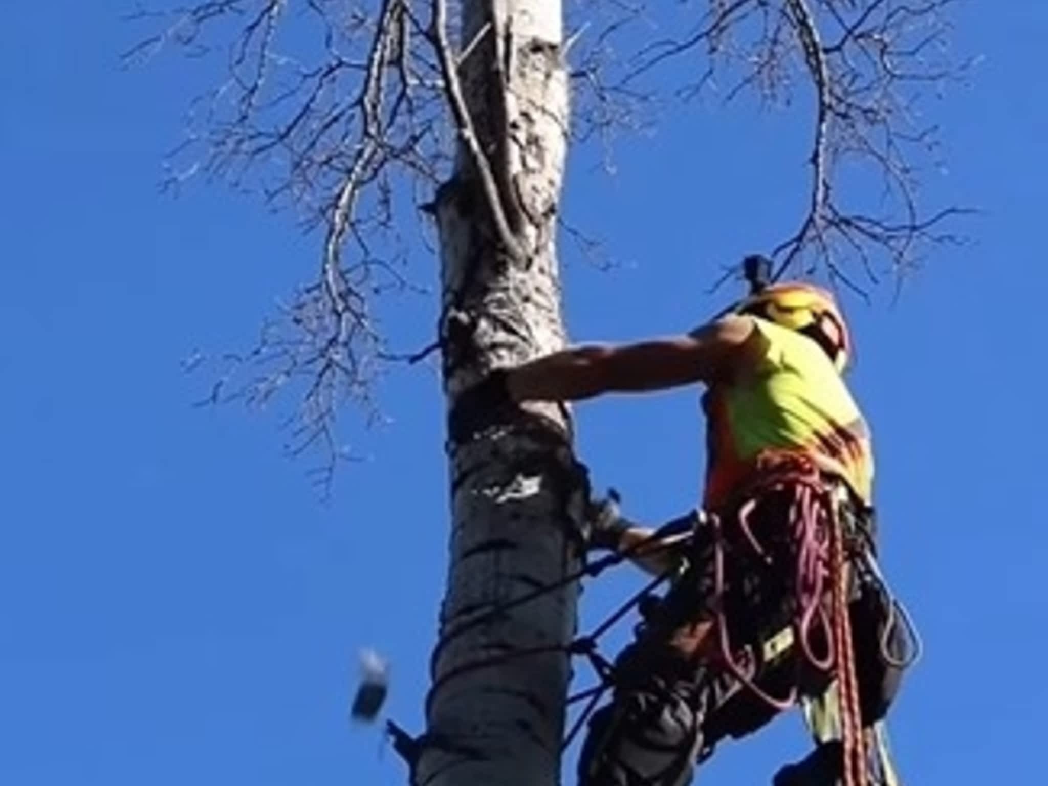 photo Canopy Keeper Tree Care