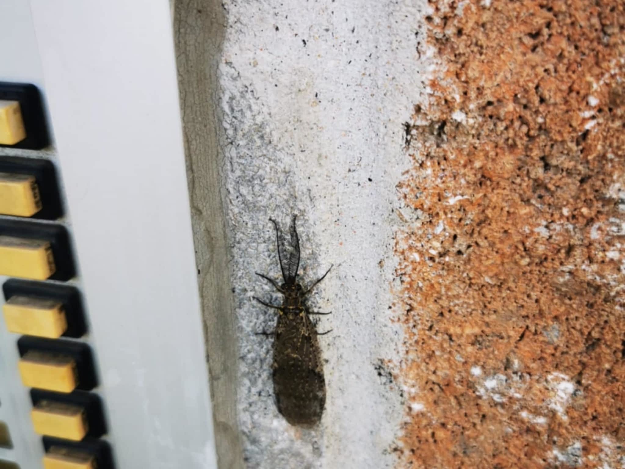 photo D Solution Extermination