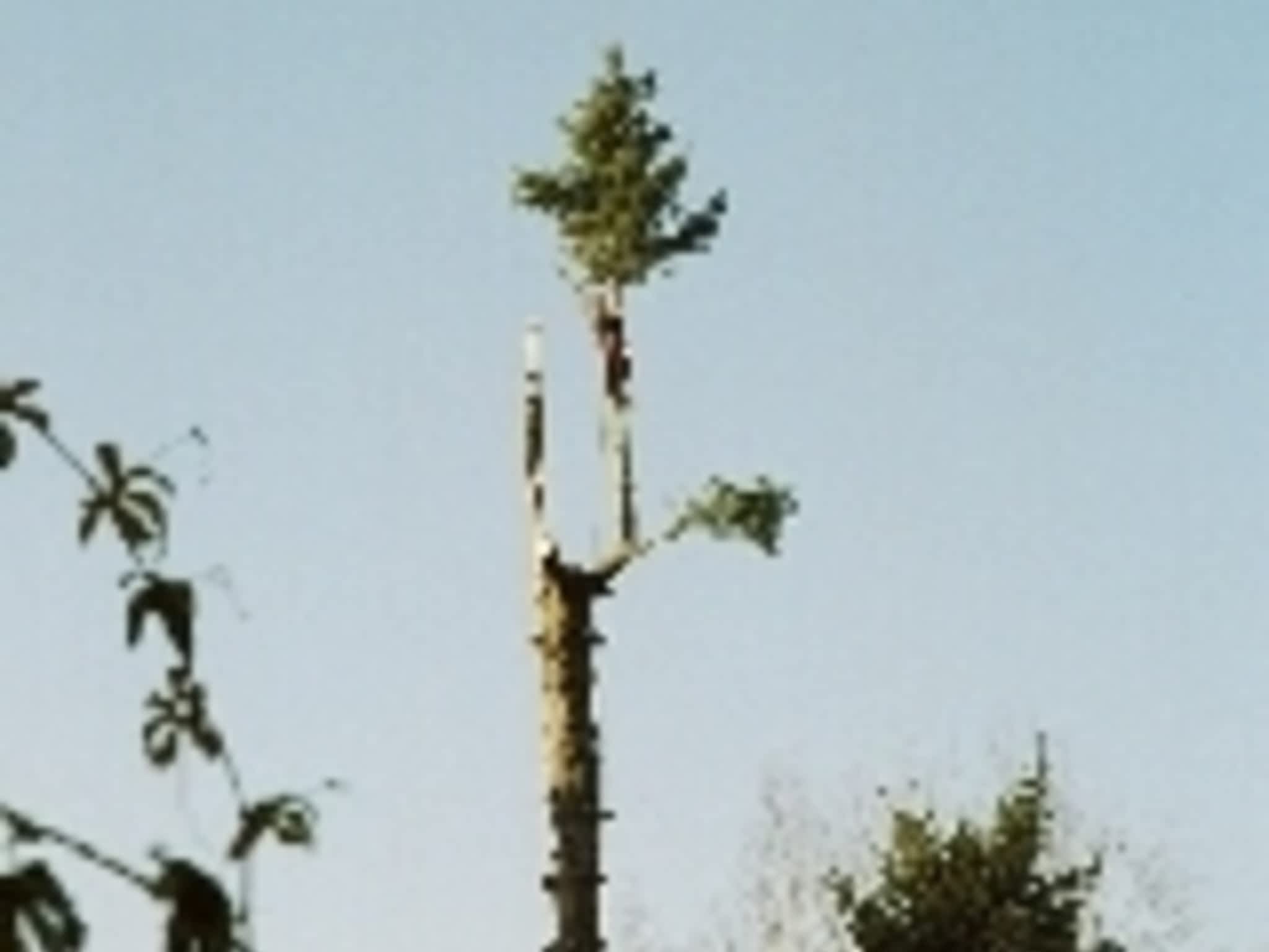 photo All Acres Professional Tree Service