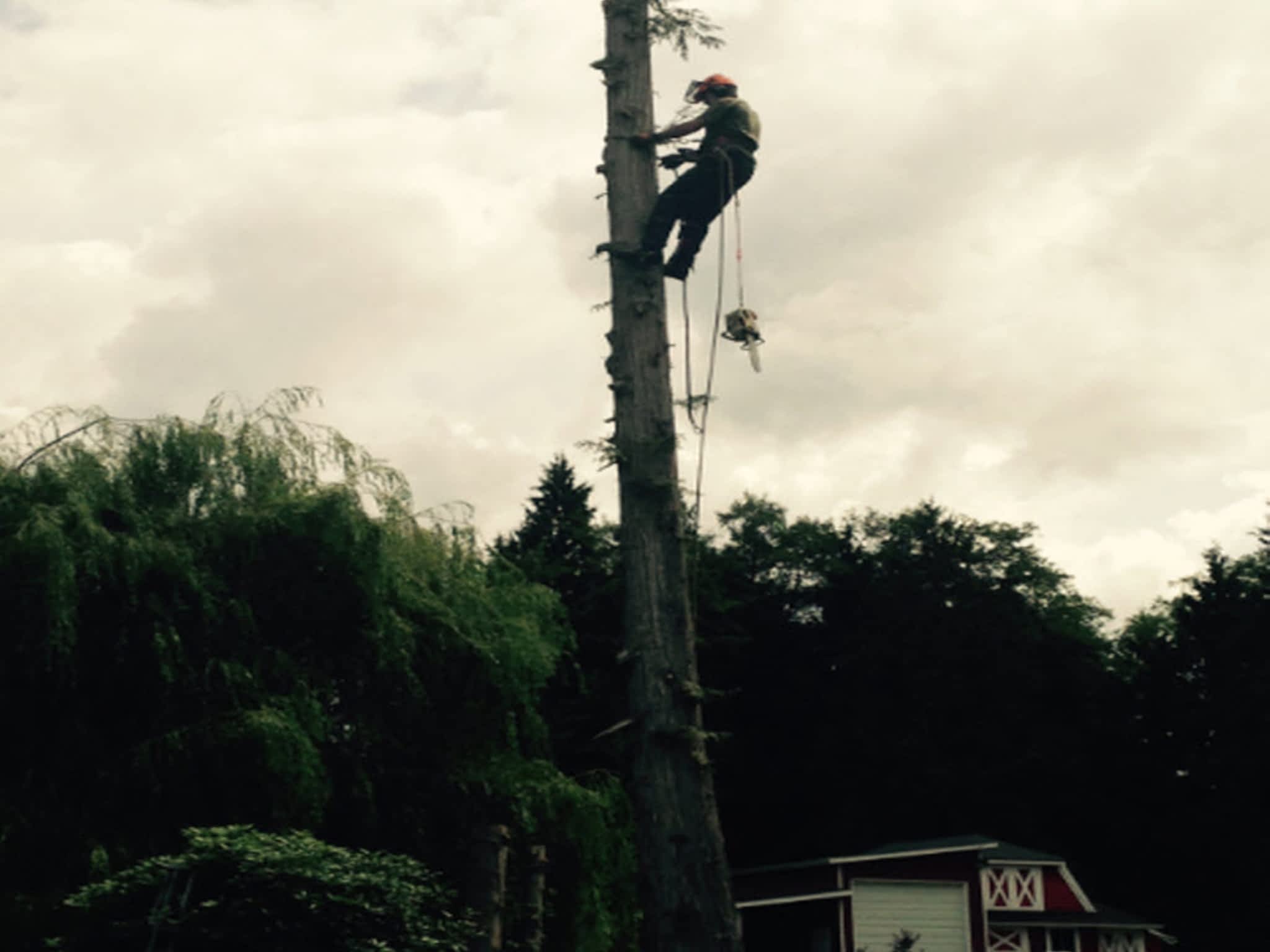 photo Pro Tree Services