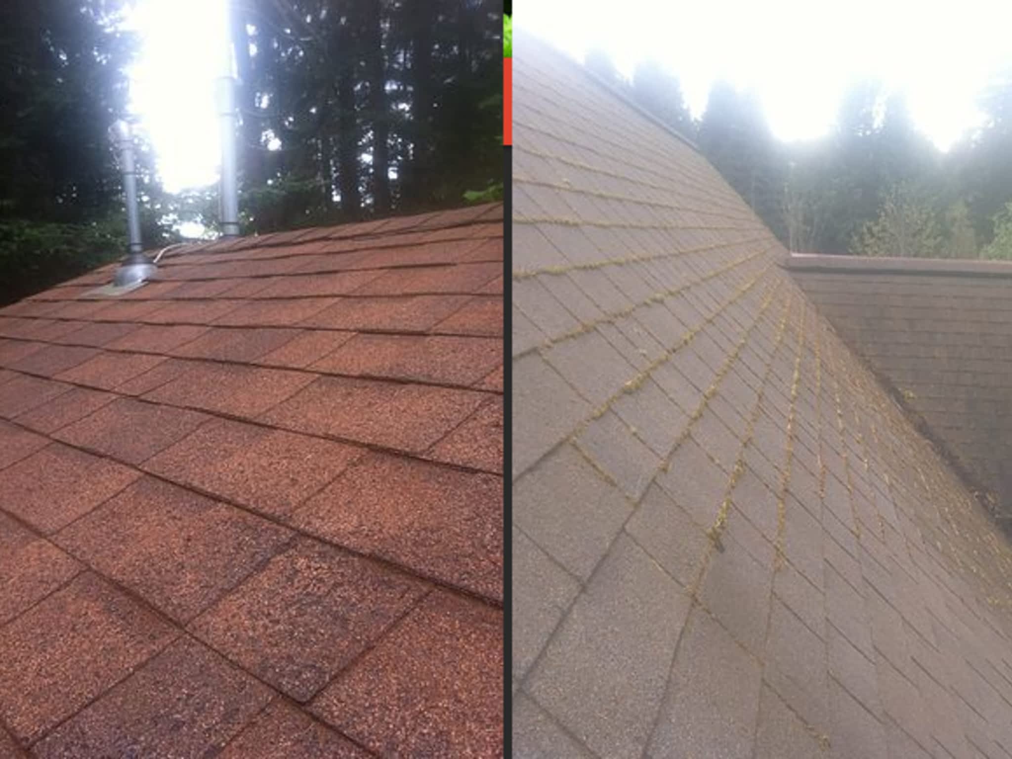 photo Moss Busters BC