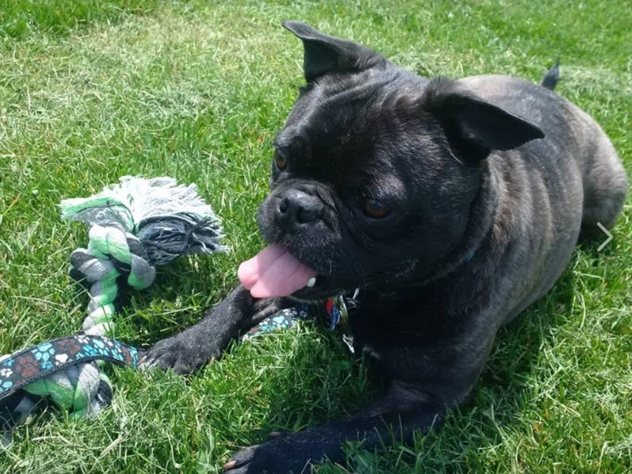 photo Pawsitive Balance