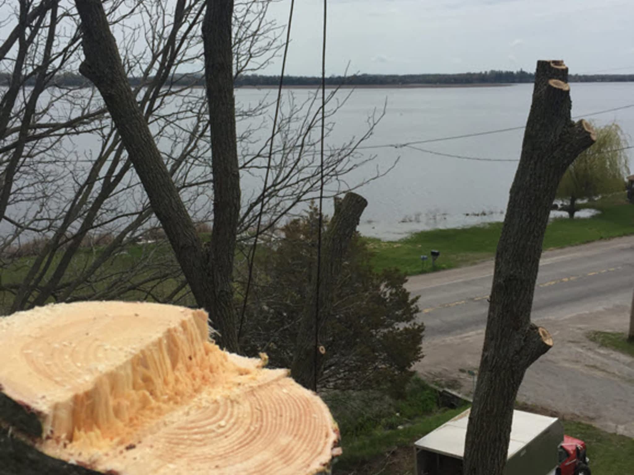 photo O'Brien tree services