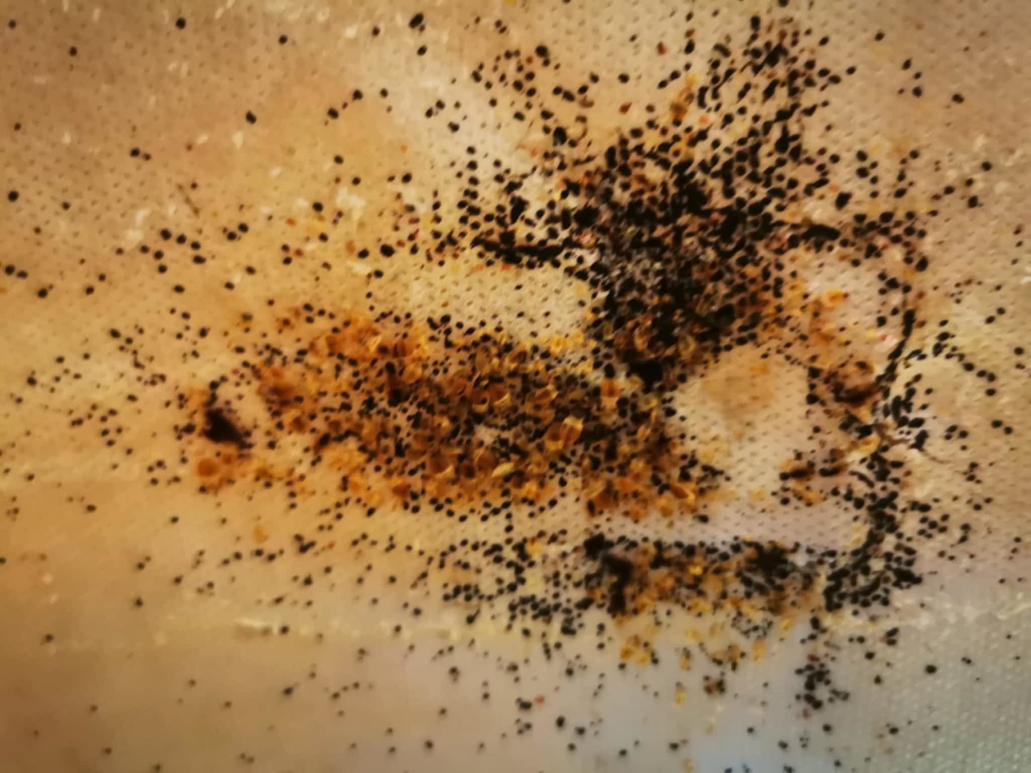 photo D Solution Extermination