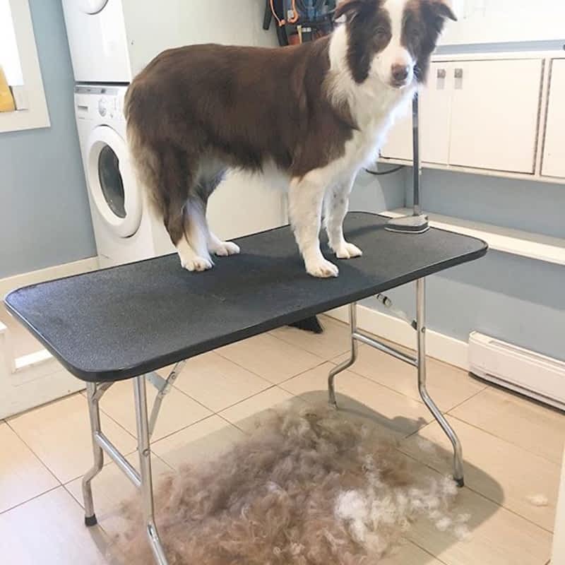 Tidy Tails Dog Grooming Victoria, BC 3884 Gordon Head Rd Canpages