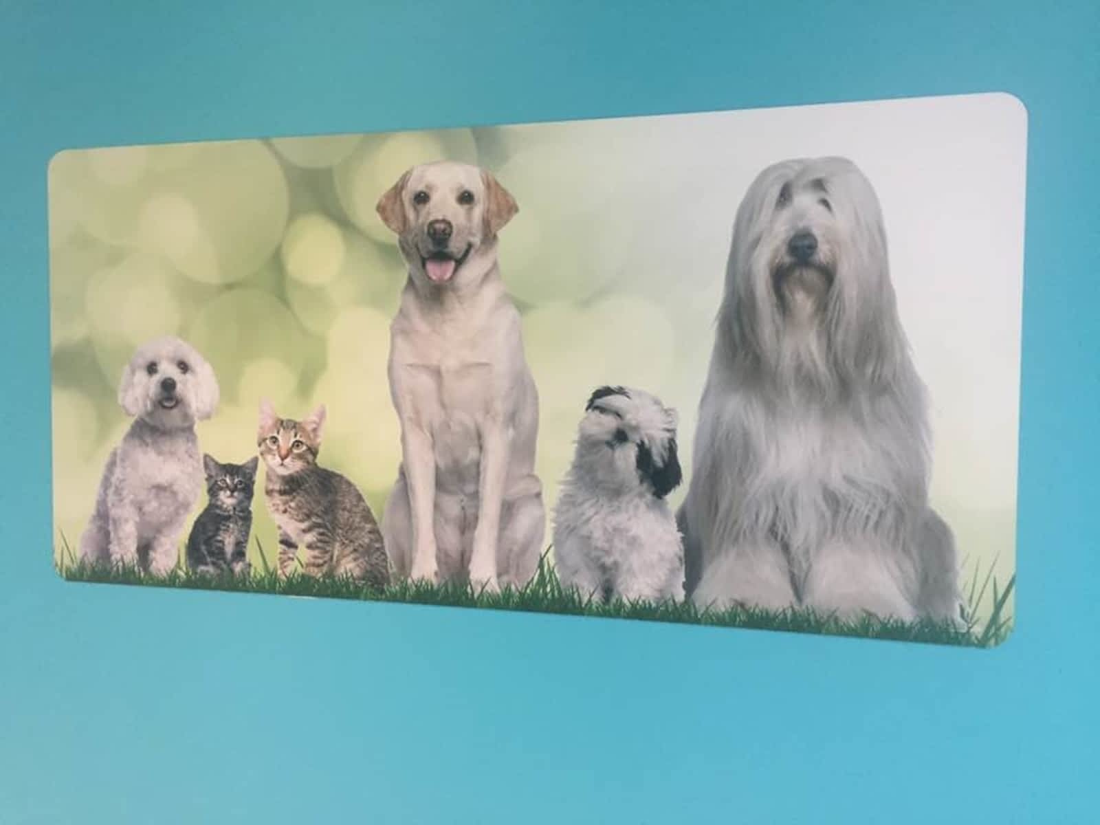 Kitchener Central Veterinary Hospital Opening Hours 720