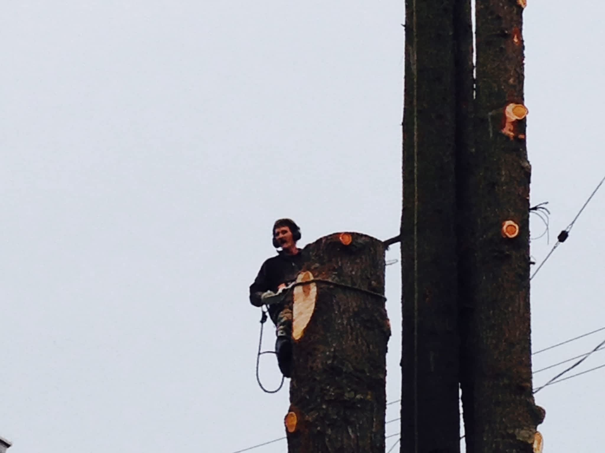 photo Moncton Tree Service