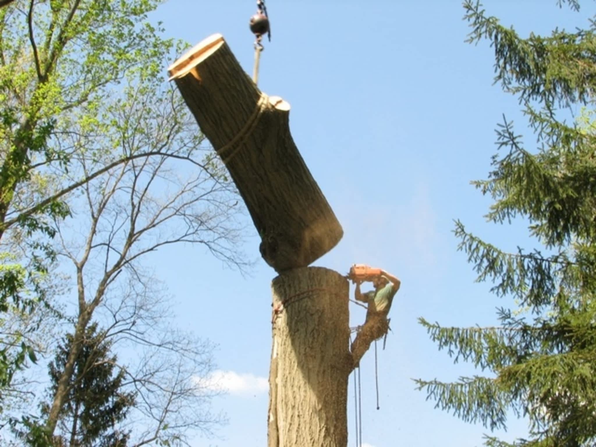 photo West Tree Services