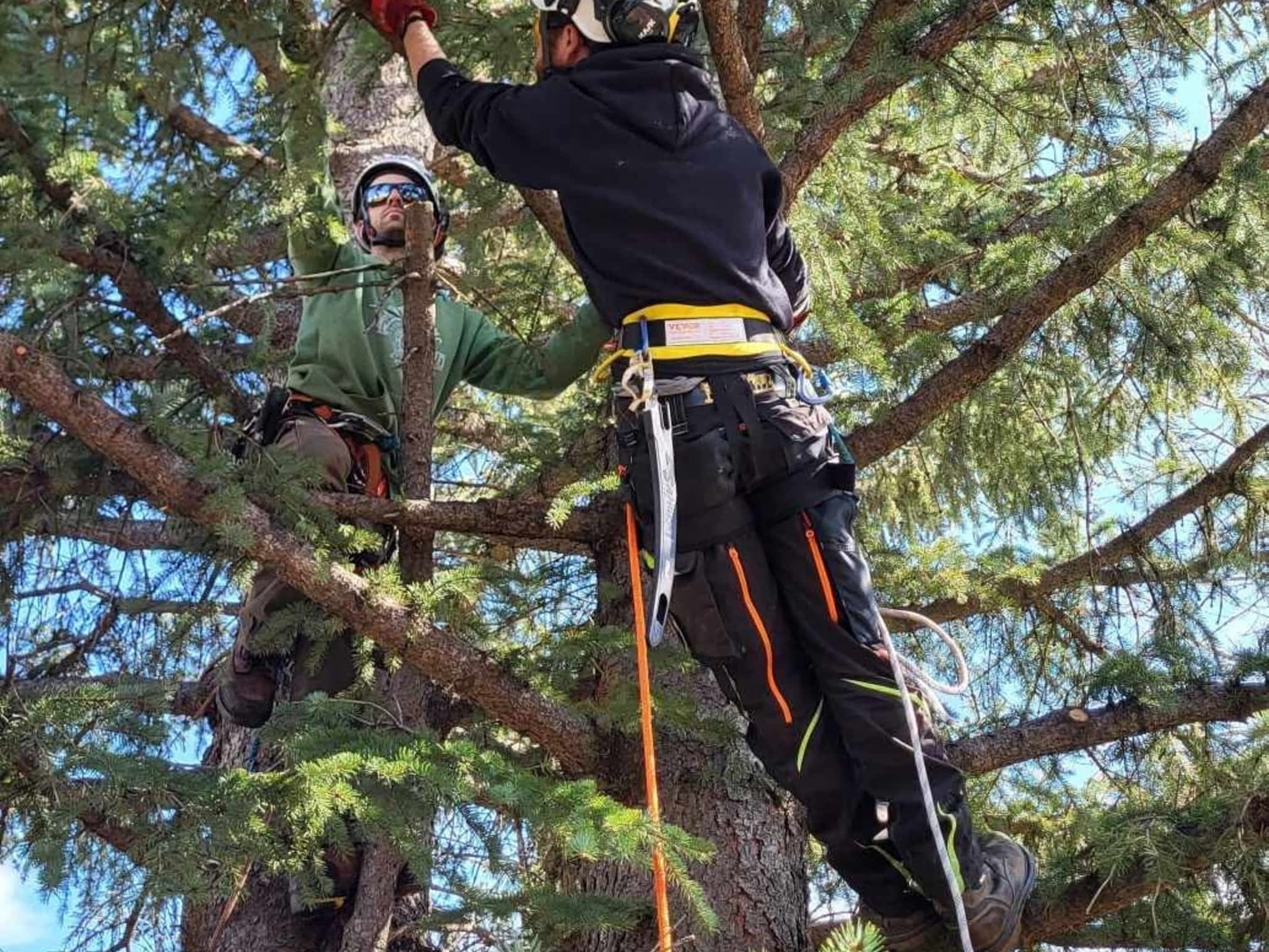 photo Hinni Tree Services