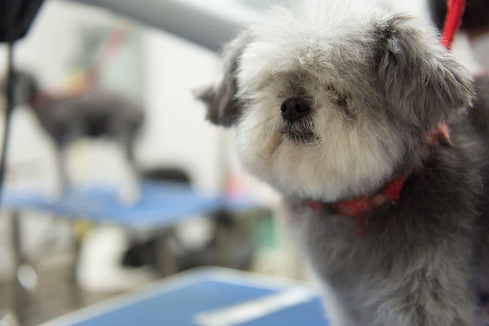 dog and human spa near me