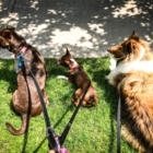 Bitches Walking Dogs - Pet Care Services