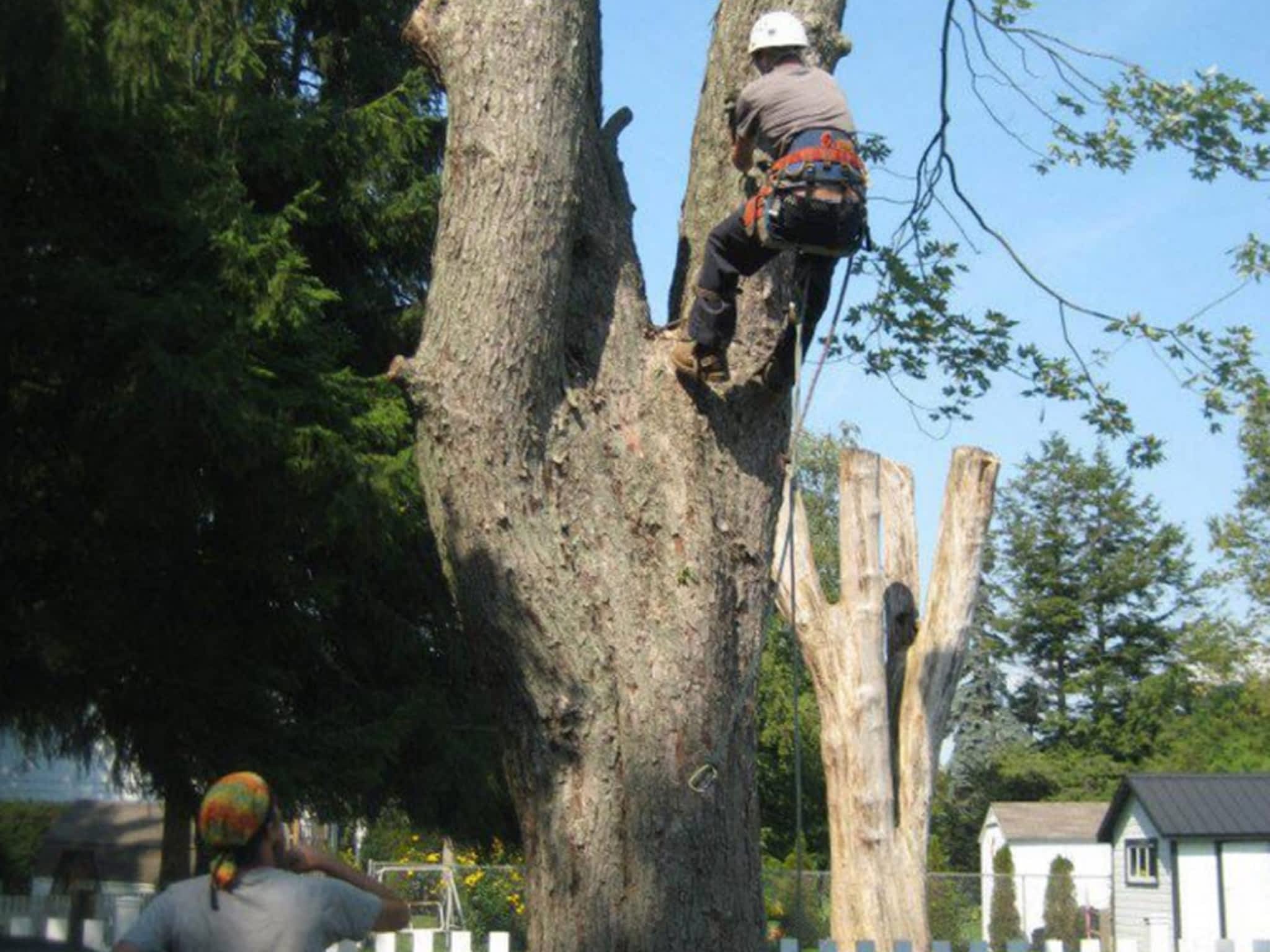 photo Coleson's Tree Service