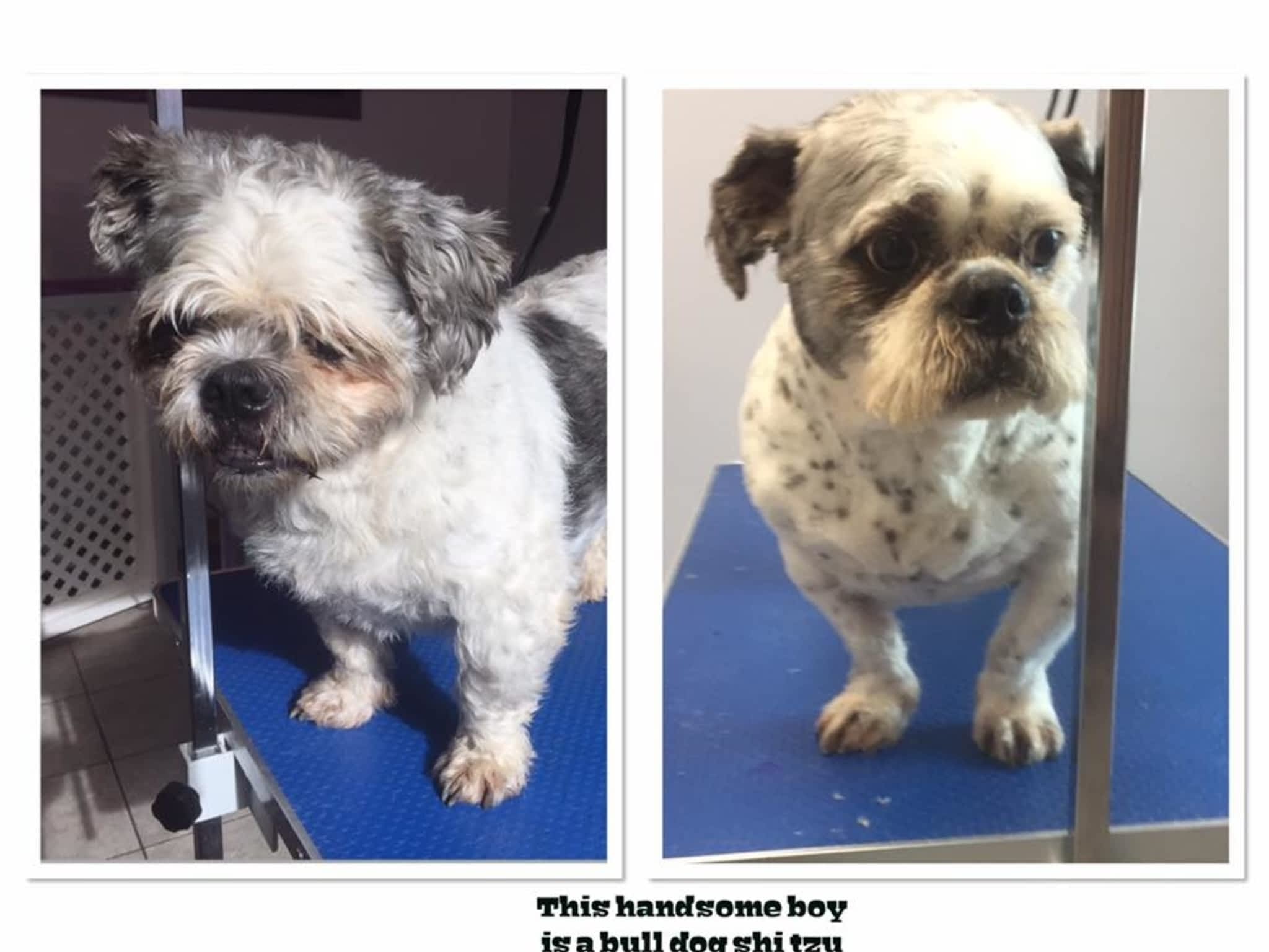 photo Wizard of Pawz Dog Grooming