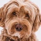 Puppy Patch Labradoodles - Animal Breeders