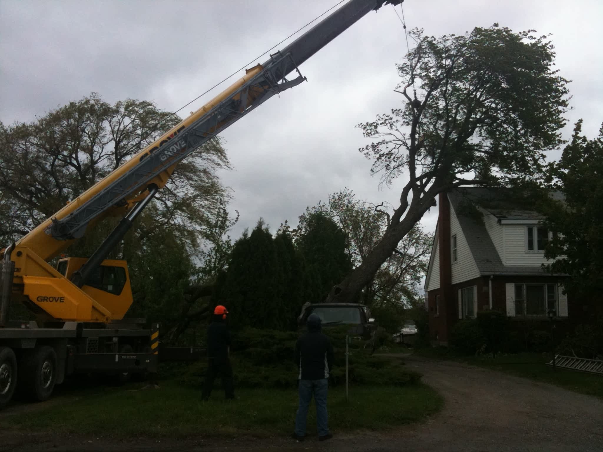 photo Tip Top Tree Service Ltd - Niagara Arborist