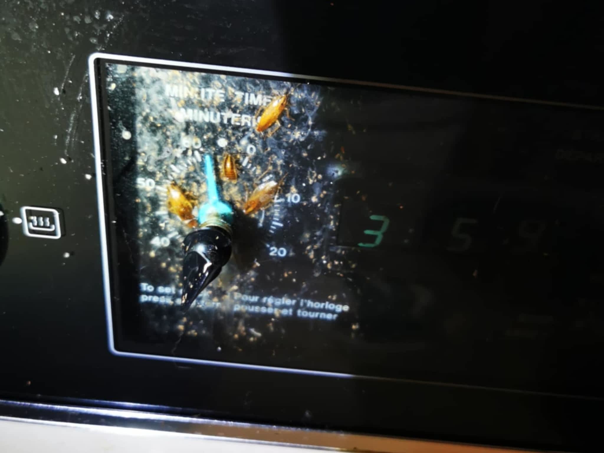 photo D Solution Extermination