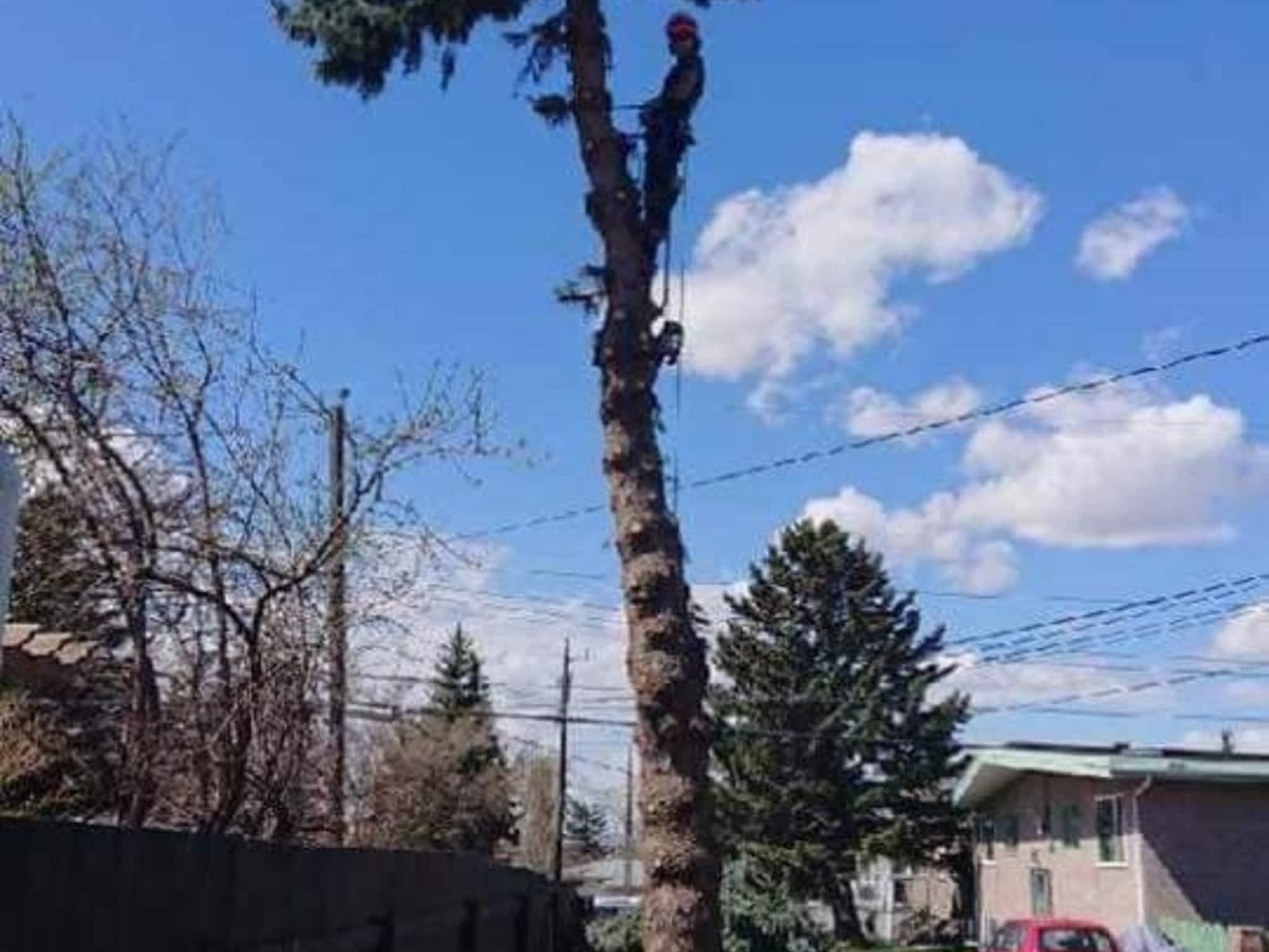 photo Wileys Tree Services