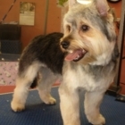 Shear Dimensions Pet Styling - Pet Grooming, Clipping & Washing