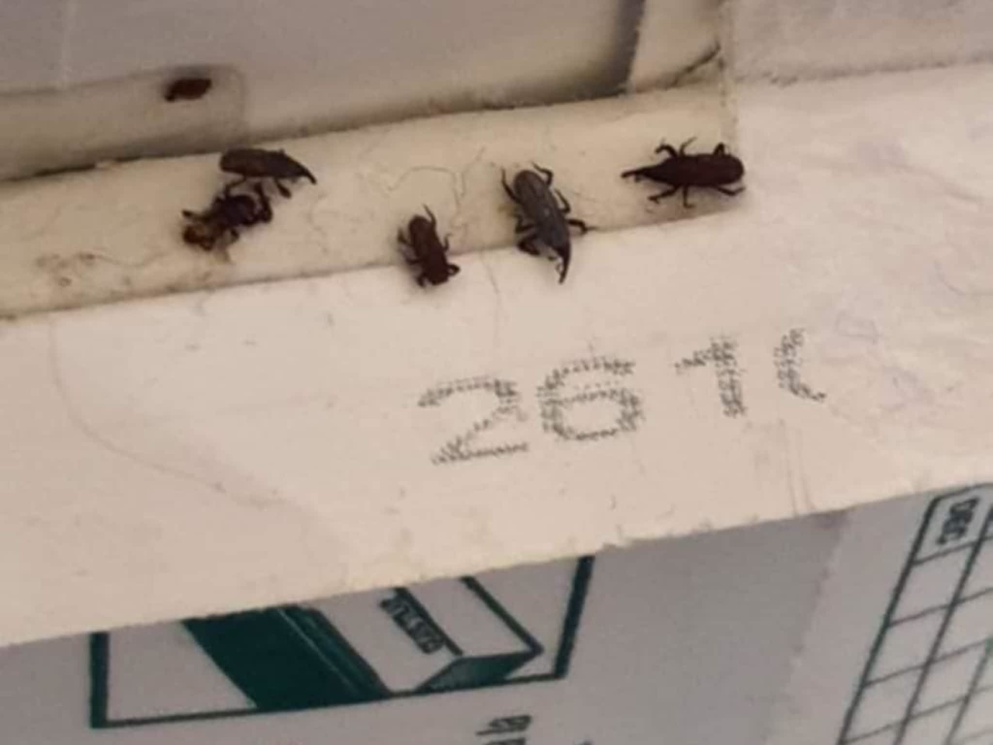 photo D Solution Extermination