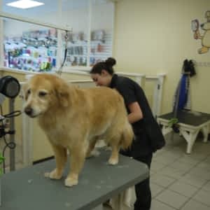 Paws In The Bath Opening Hours 190 Simcoe Ave Keswick On