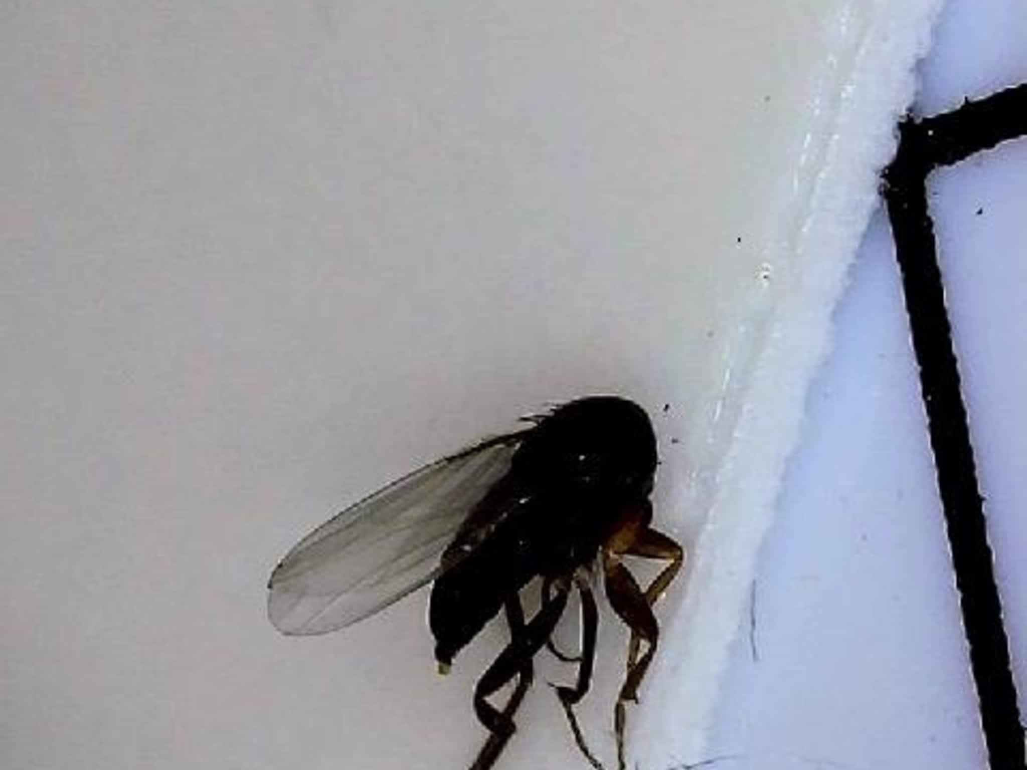 photo Phantom Pest Control Maple Ridge