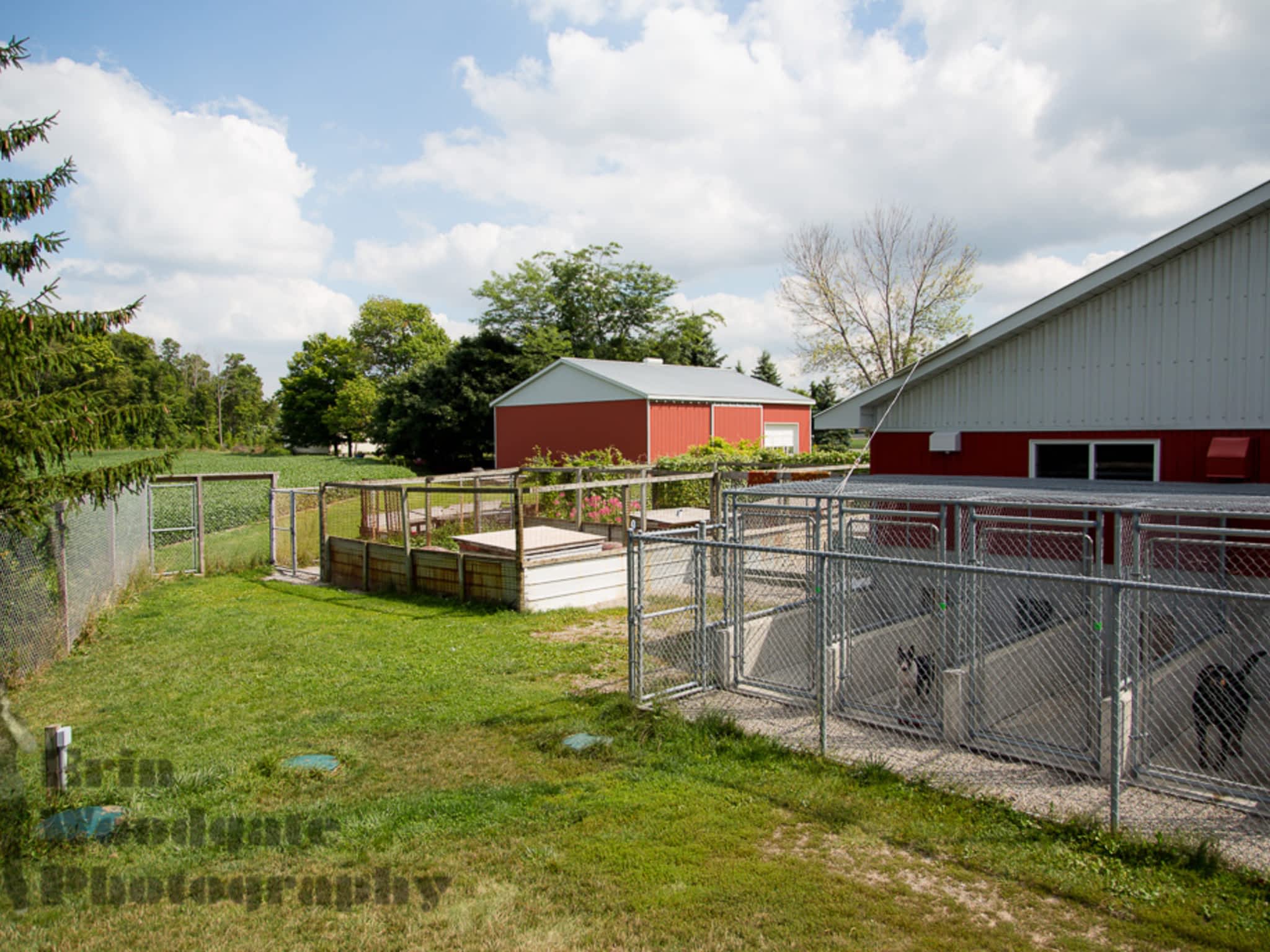 photo Animal Care Centre-Lobo