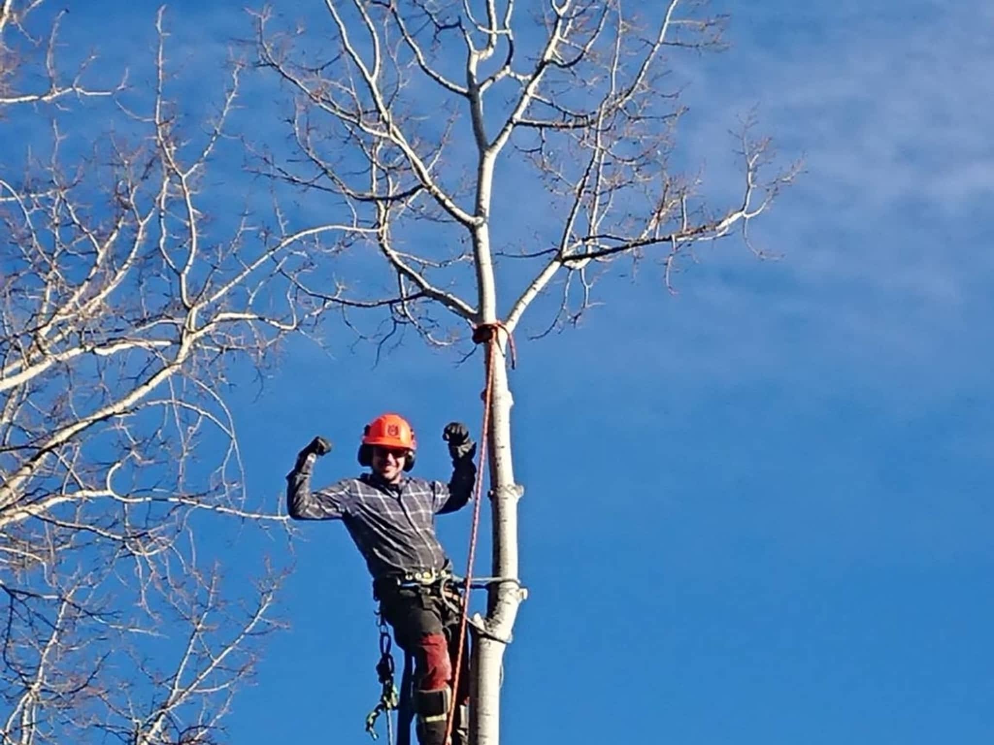 photo Wileys Tree Services