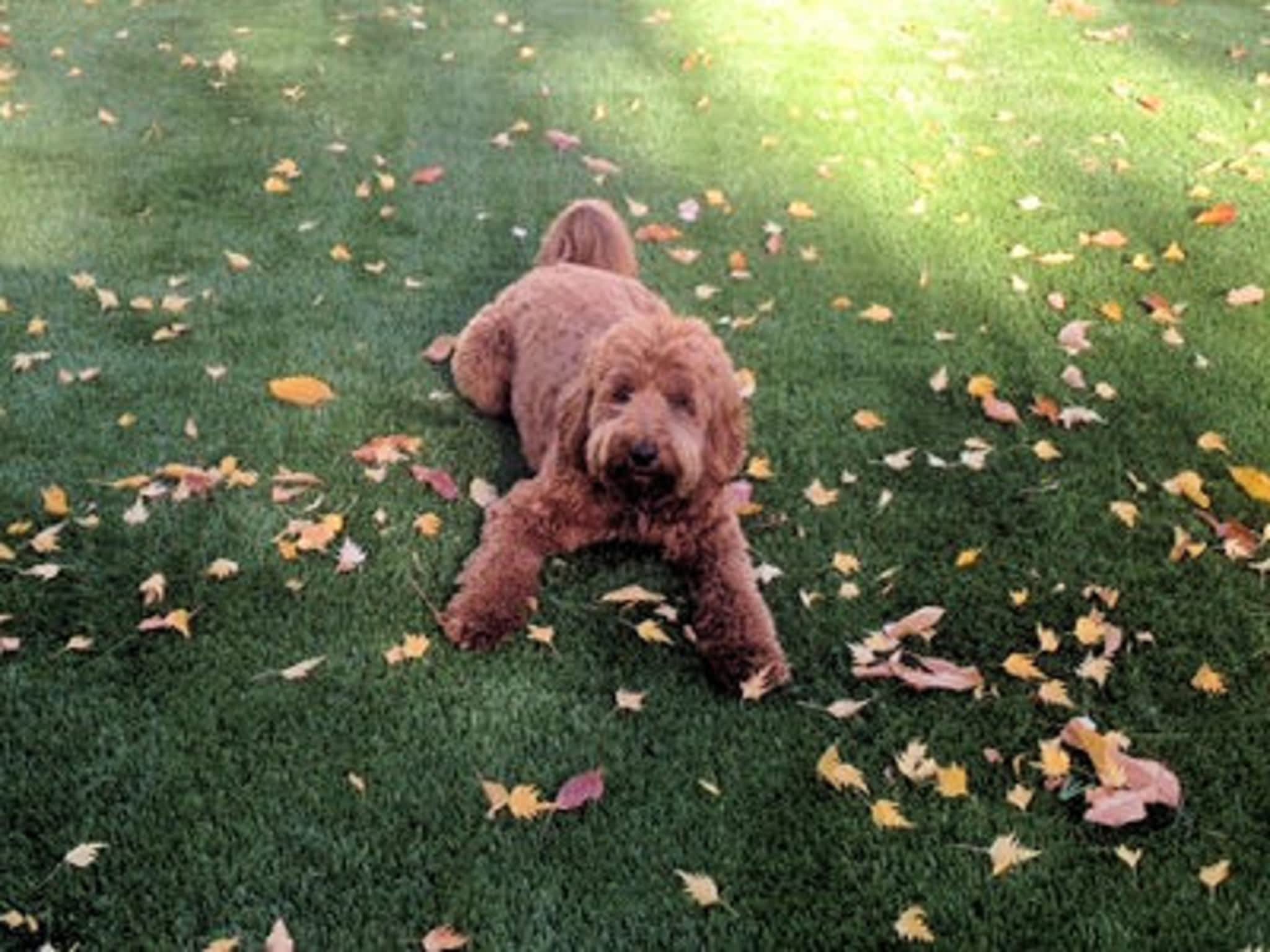 photo Evergreen Turf Southern Alberta